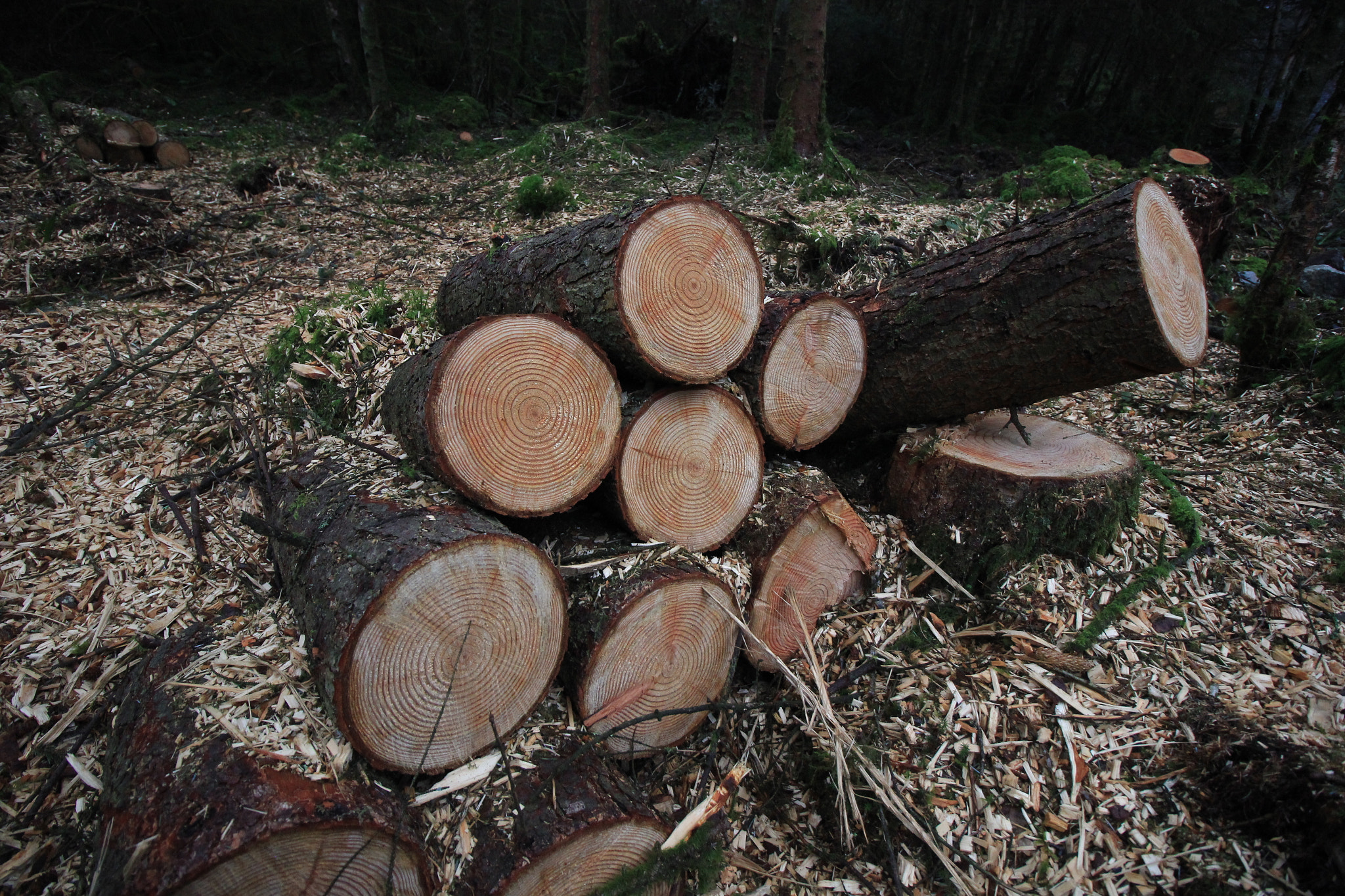 Canon EOS 550D (EOS Rebel T2i / EOS Kiss X4) sample photo. Wood photography