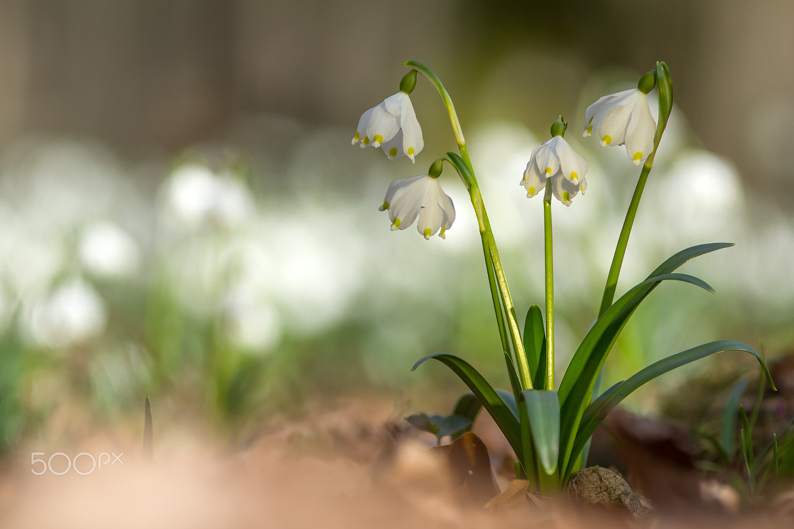 Canon EF 200mm F2.8L II USM sample photo. Frühlingsknotenblume │ spring snowflake │ leucojum vernum photography