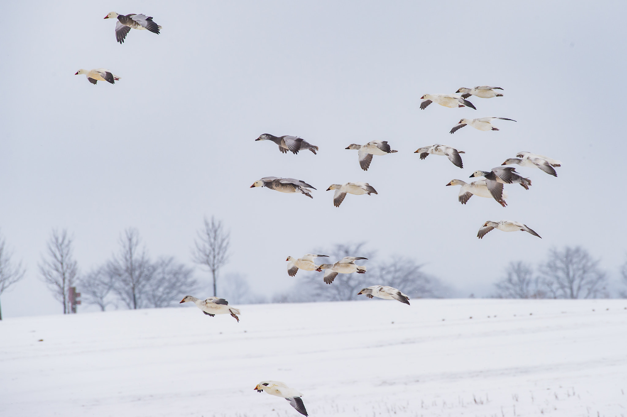 Nikon Df sample photo. Snow geese photography