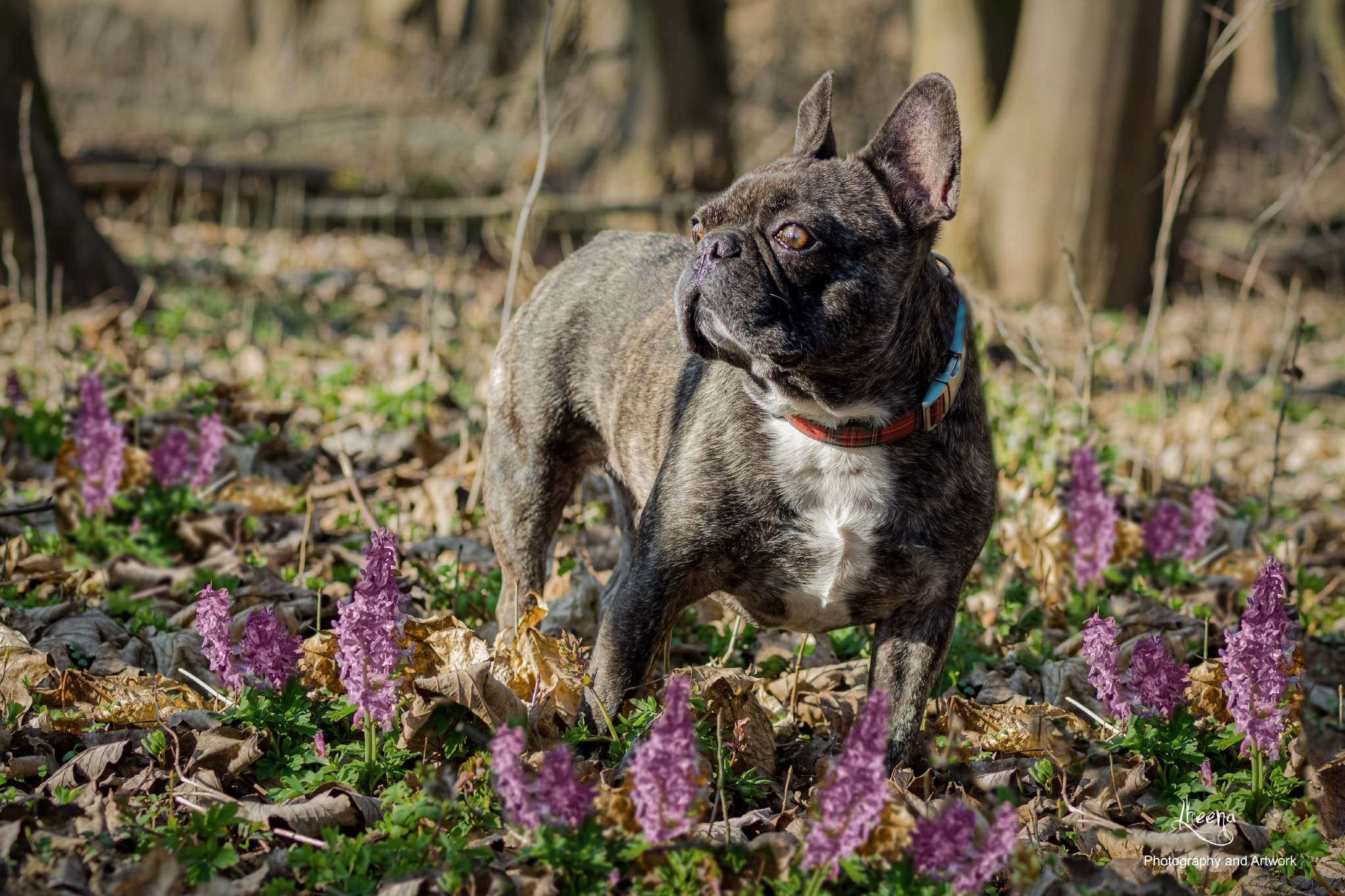 Olympus OM-D E-M1 + OLYMPUS 50mm Lens sample photo. Spring in the woods... photography