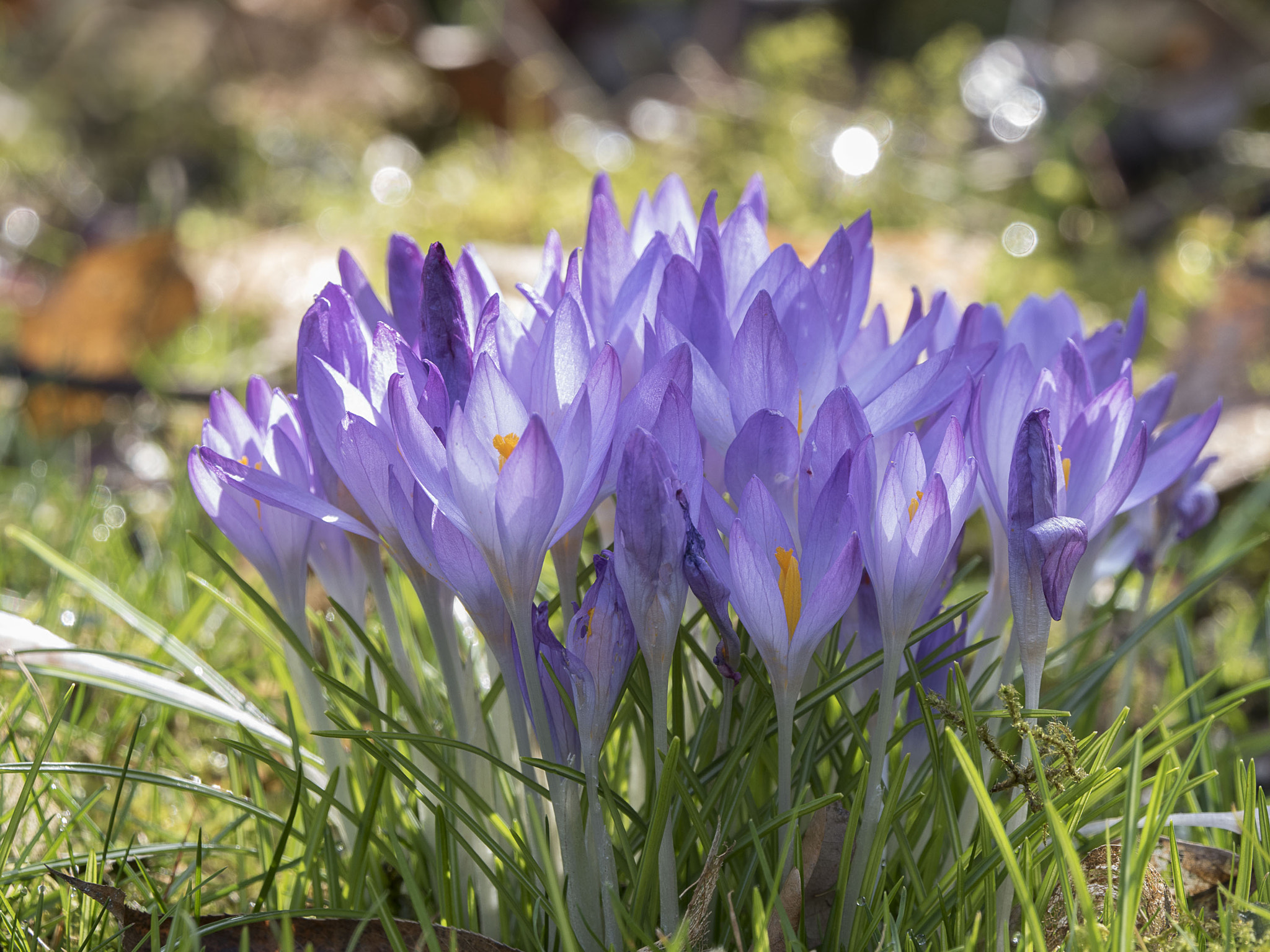 Olympus OM-D E-M5 II + LEICA DG 100-400/F4.0-6.3 sample photo. Purple group of crocusses photography