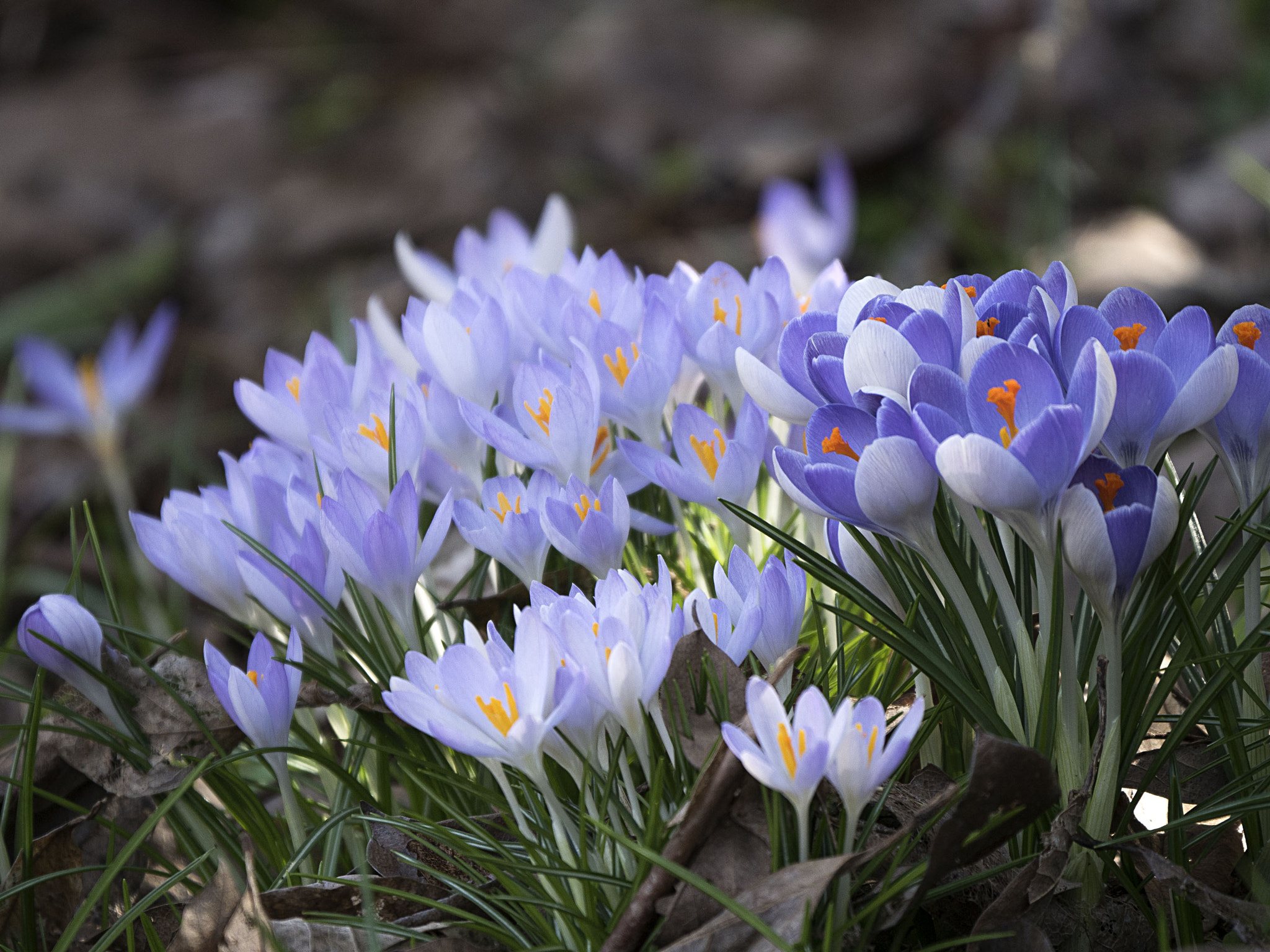 Olympus OM-D E-M5 II + LEICA DG 100-400/F4.0-6.3 sample photo. Different shades of blue crocusses photography
