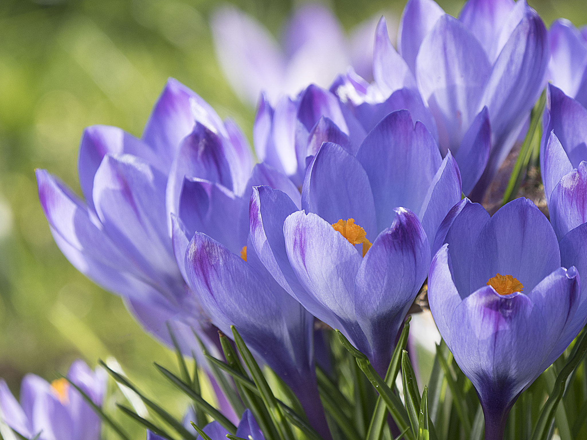 Olympus OM-D E-M5 II + LEICA DG 100-400/F4.0-6.3 sample photo. Enjoying sunshine crocusses photography