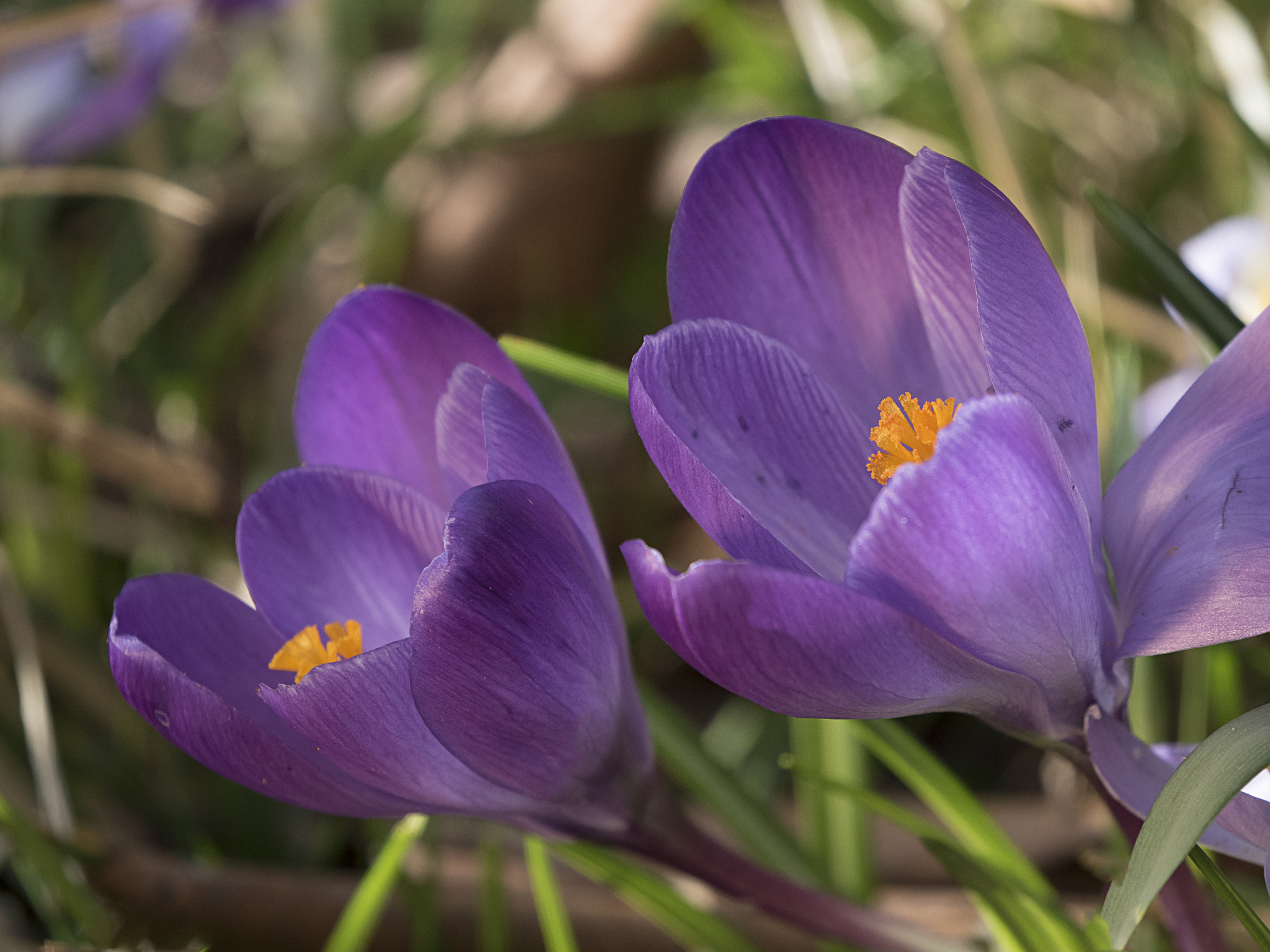 Olympus OM-D E-M5 II + LEICA DG 100-400/F4.0-6.3 sample photo. Waiting for the sun photography