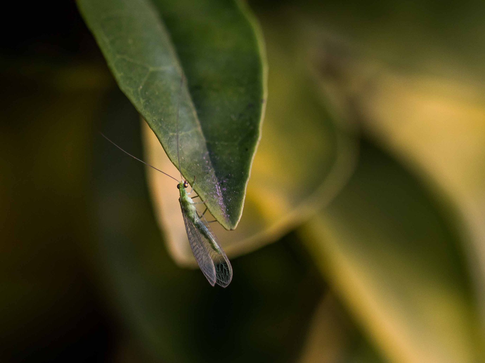 Sigma 105mm F2.8 EX DG OS HSM sample photo. The small living being photography
