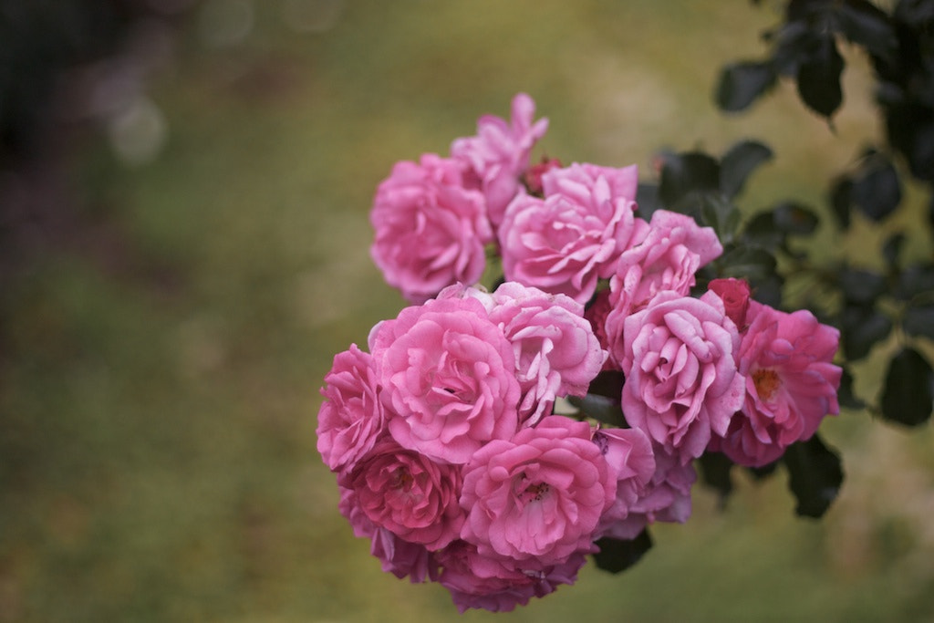 Canon EOS 450D (EOS Rebel XSi / EOS Kiss X2) sample photo. Roses photography