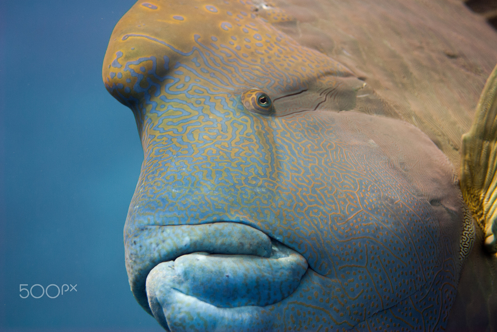 Nikon AF-S Micro-Nikkor 105mm F2.8G IF-ED VR sample photo. Napoleon wrasse photography