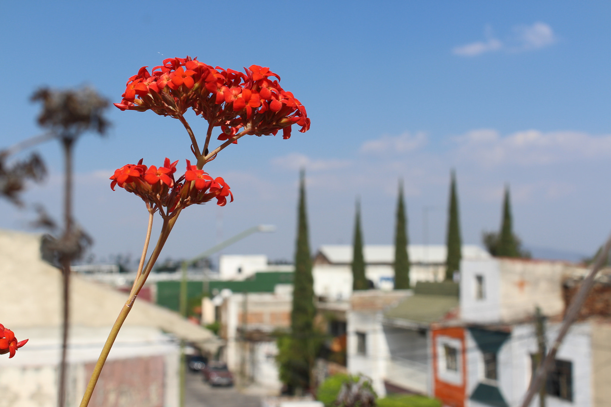 Canon EOS M sample photo. Flower view photography