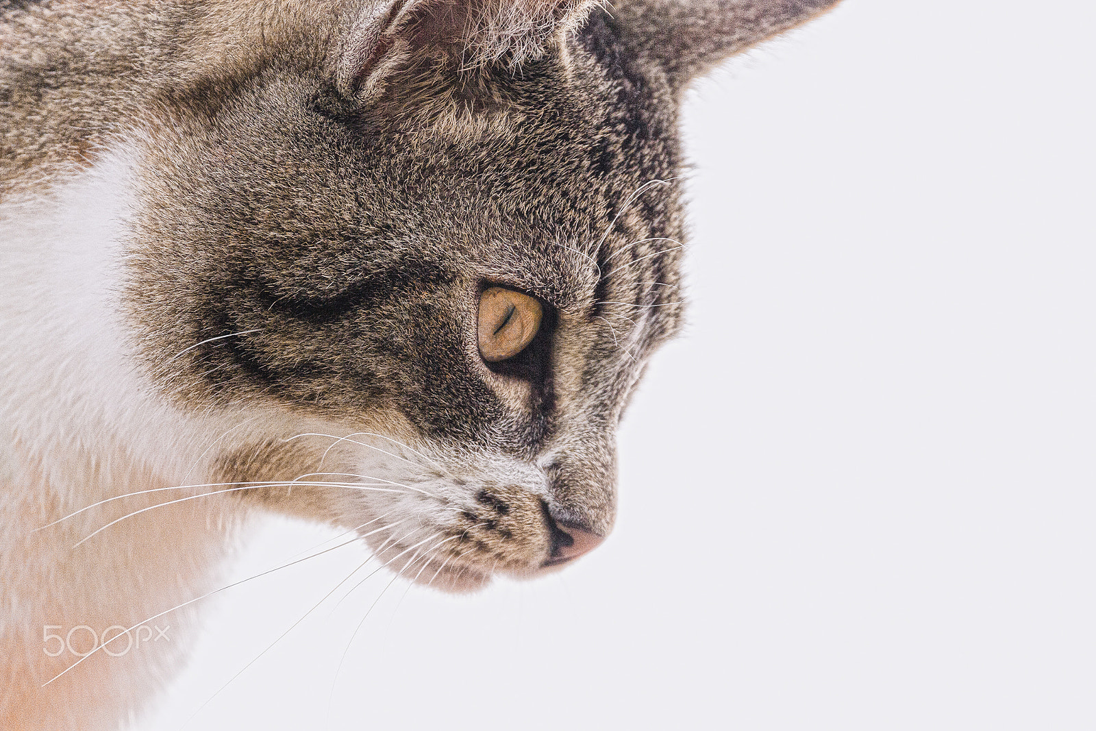 150-600mm F5-6.3 DG OS HSM | Contemporary 015 sample photo. The cat tom photography