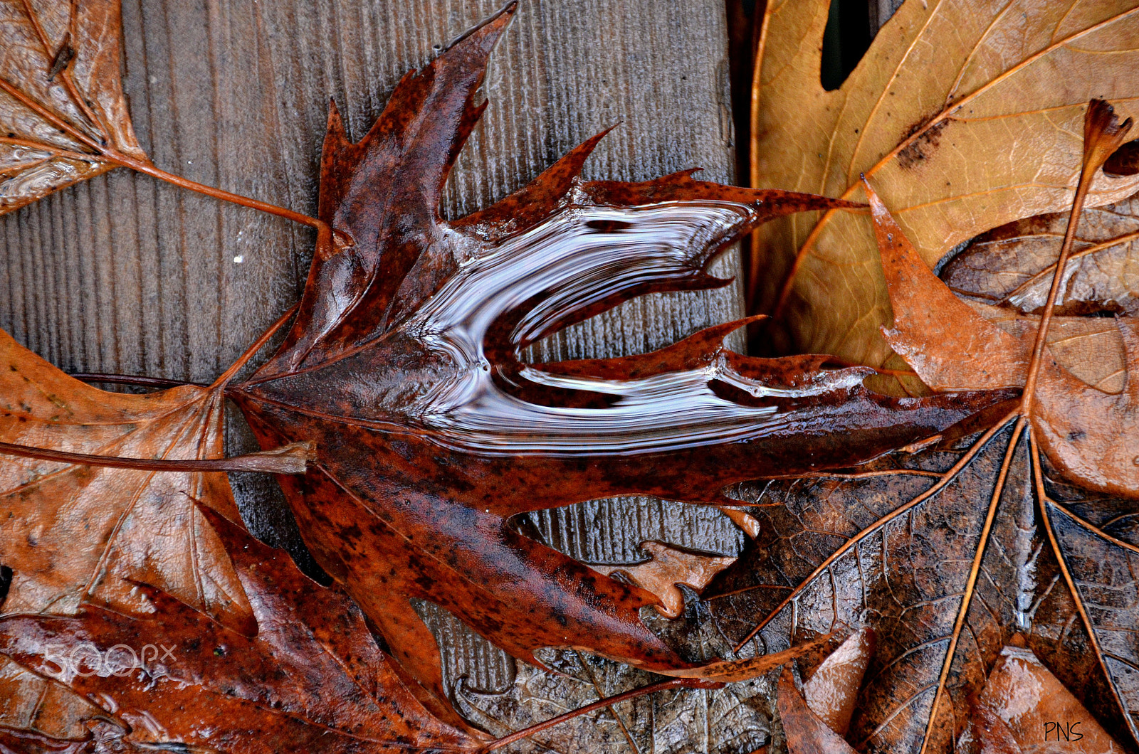 Nikon D5100 + Sigma 18-200mm F3.5-6.3 II DC OS HSM sample photo. Leaves on a rainy day photography