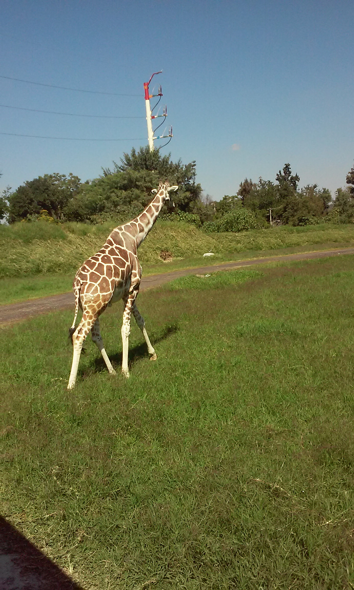 LG L65 sample photo. Jirafa photography