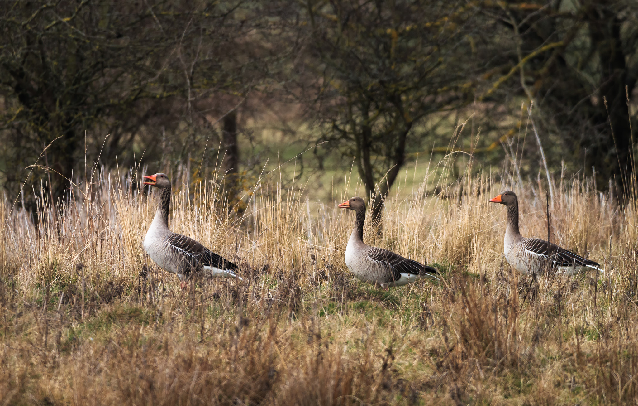 Sigma 150-600mm F5-6.3 DG OS HSM | C sample photo. Trio photography