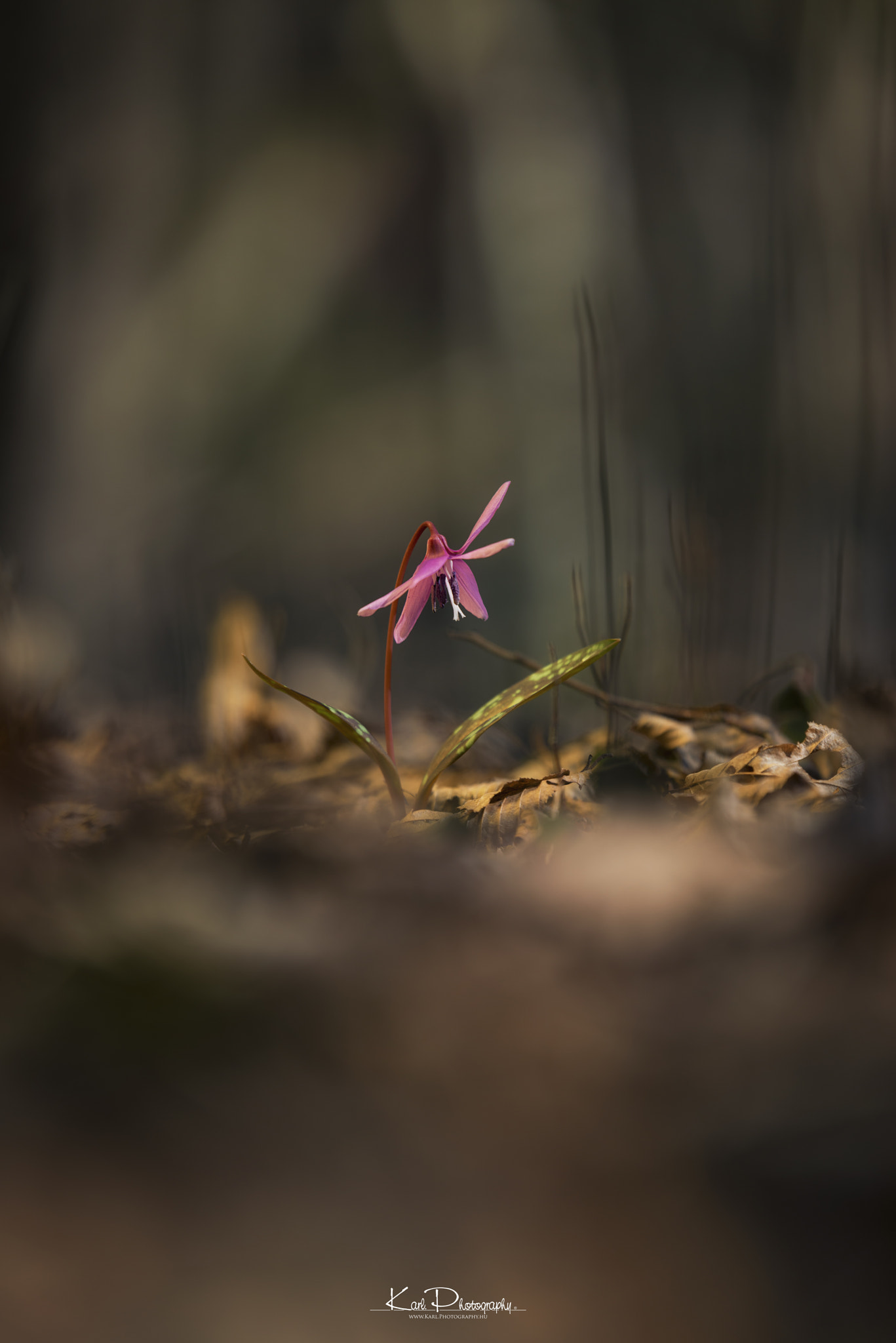 Nikon D800 + Tamron SP 70-200mm F2.8 Di VC USD sample photo. Erythronium dens-canis photography