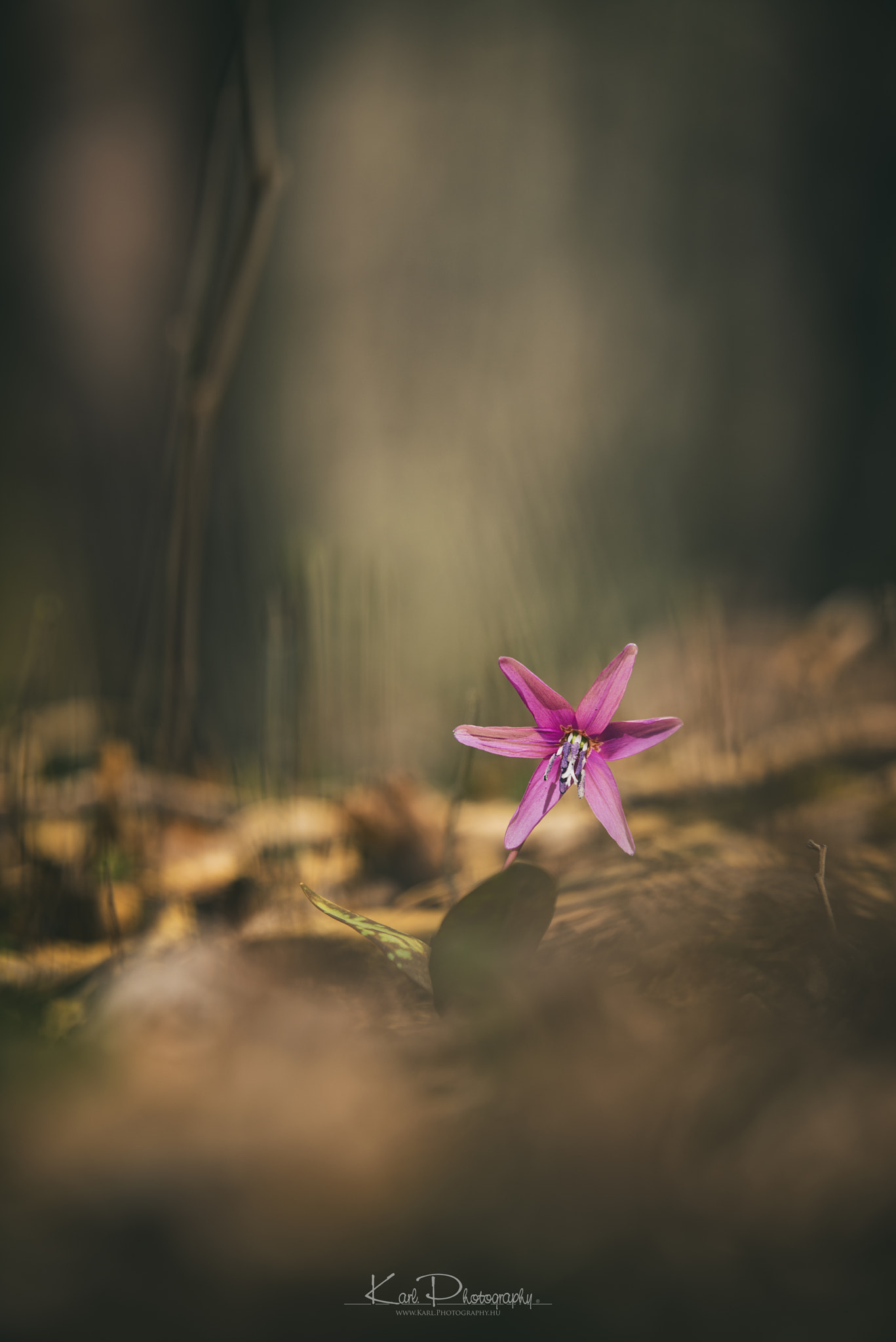 Nikon D800 + Tamron SP 70-200mm F2.8 Di VC USD sample photo. Erythronium dens-canis photography