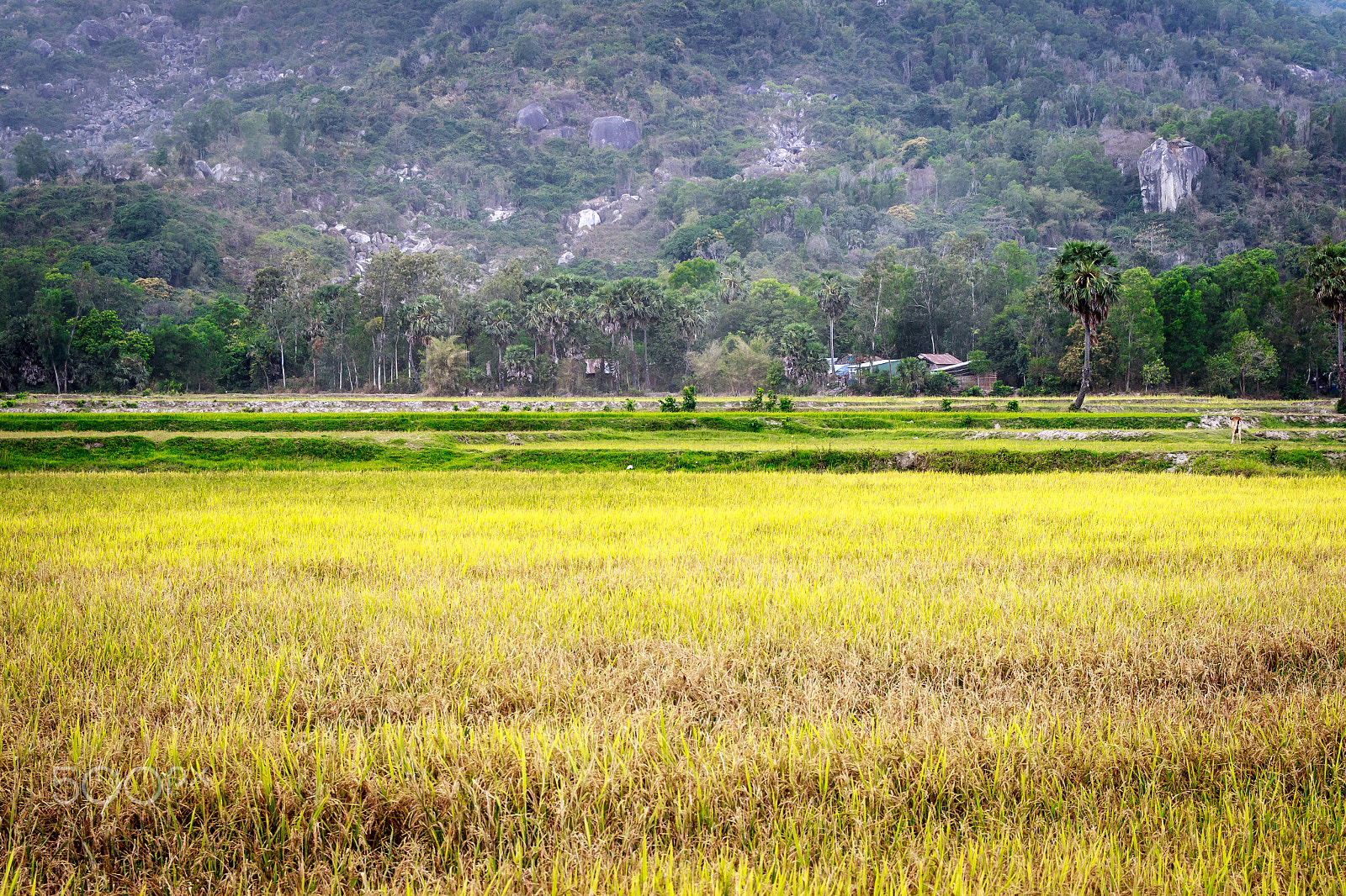 Canon EF-S 17-55mm F2.8 IS USM sample photo. Tri ton - an giang photography