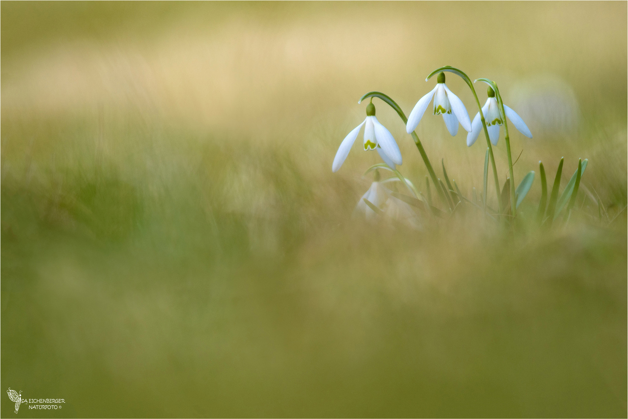 Nikon D500 sample photo. Schneeglöckchen - snowdrops photography