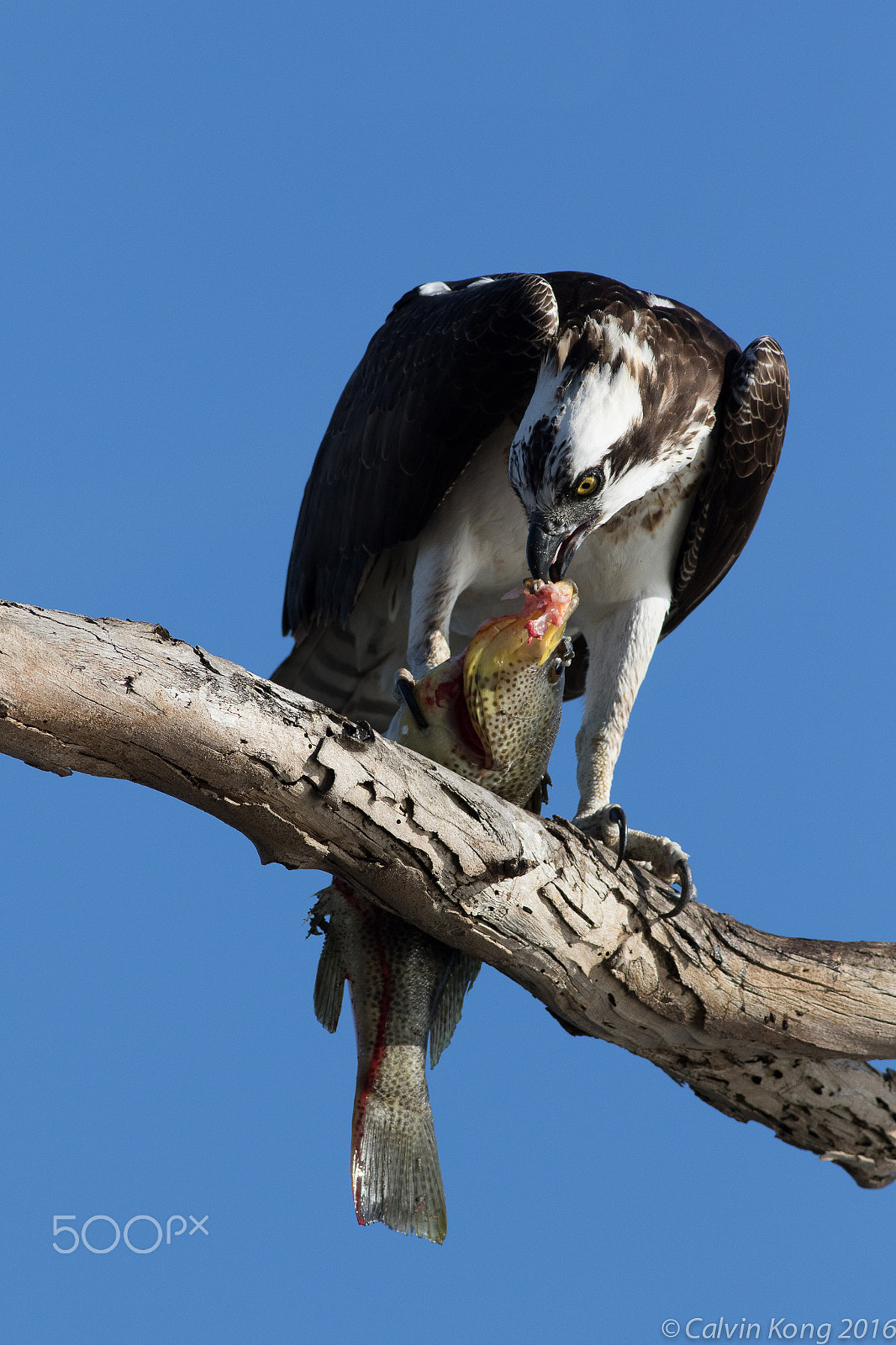 Canon EOS 7D Mark II + Canon EF 400mm F5.6L USM sample photo. Osprey with fish photography
