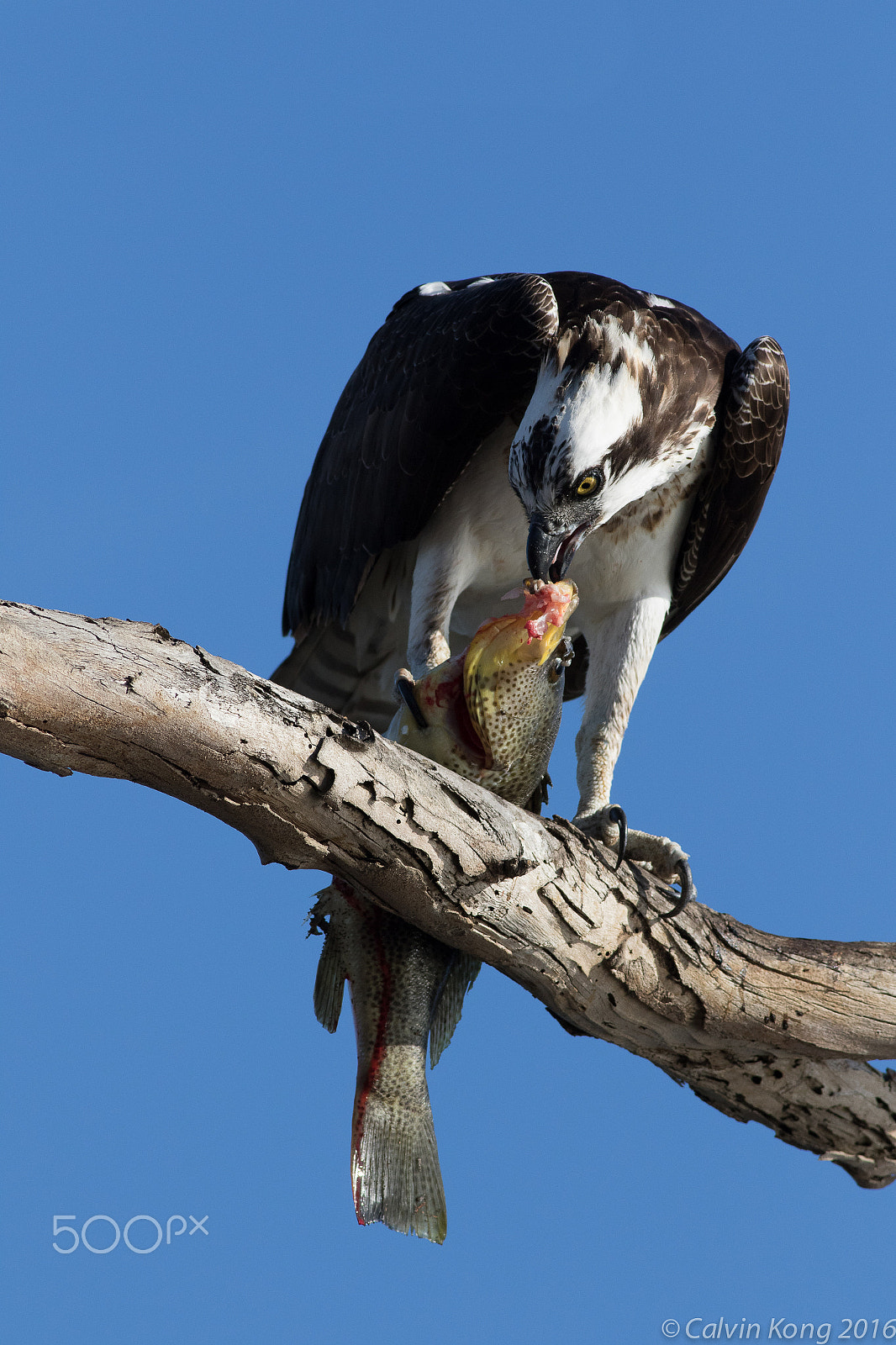 Canon EF 400mm F5.6L USM sample photo. Osprey with fish photography