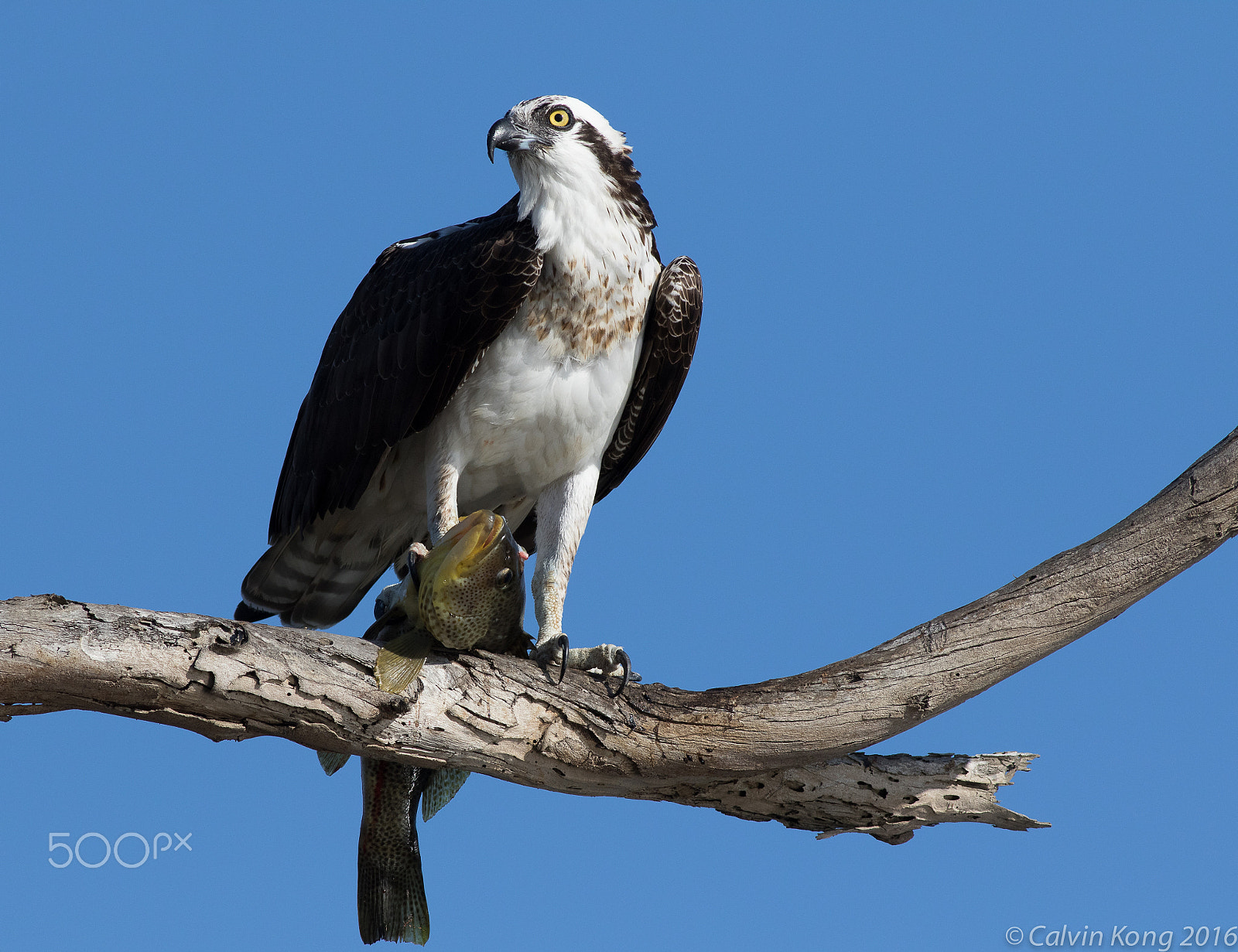 Canon EOS 7D Mark II sample photo. Osprey with fish photography