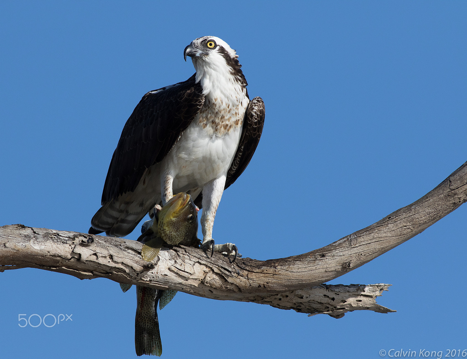 Canon EF 400mm F5.6L USM sample photo. Osprey with fish photography