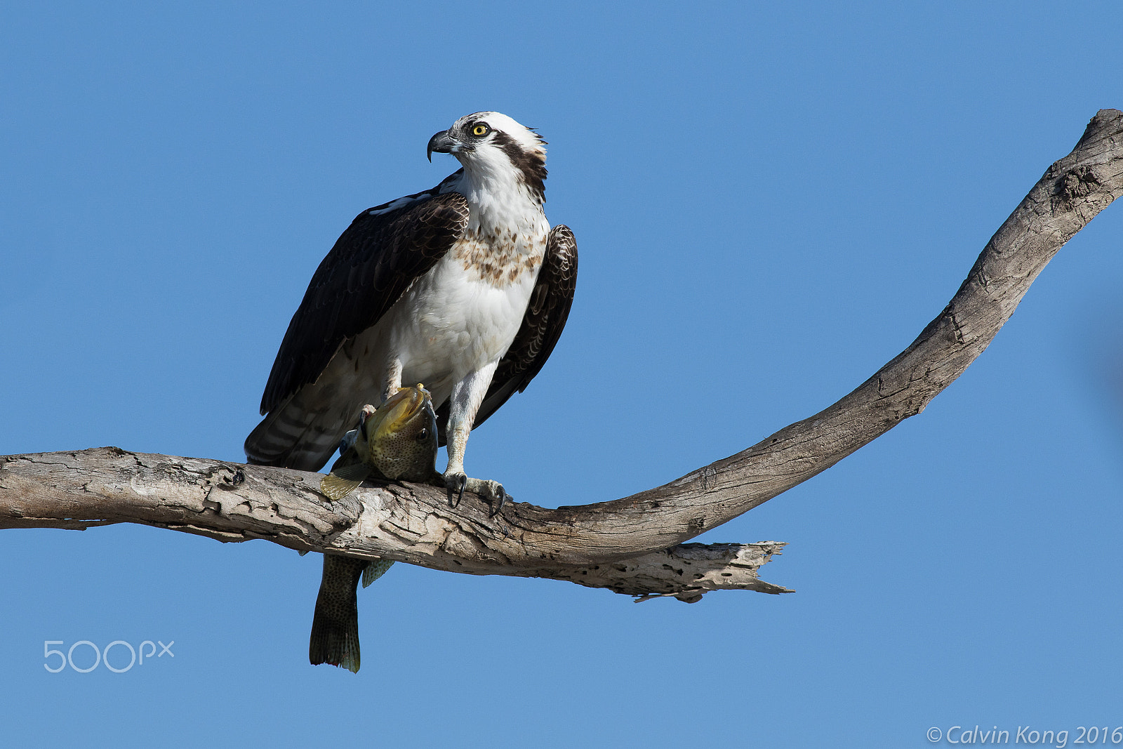 Canon EF 400mm F5.6L USM sample photo. Osprey with fish photography