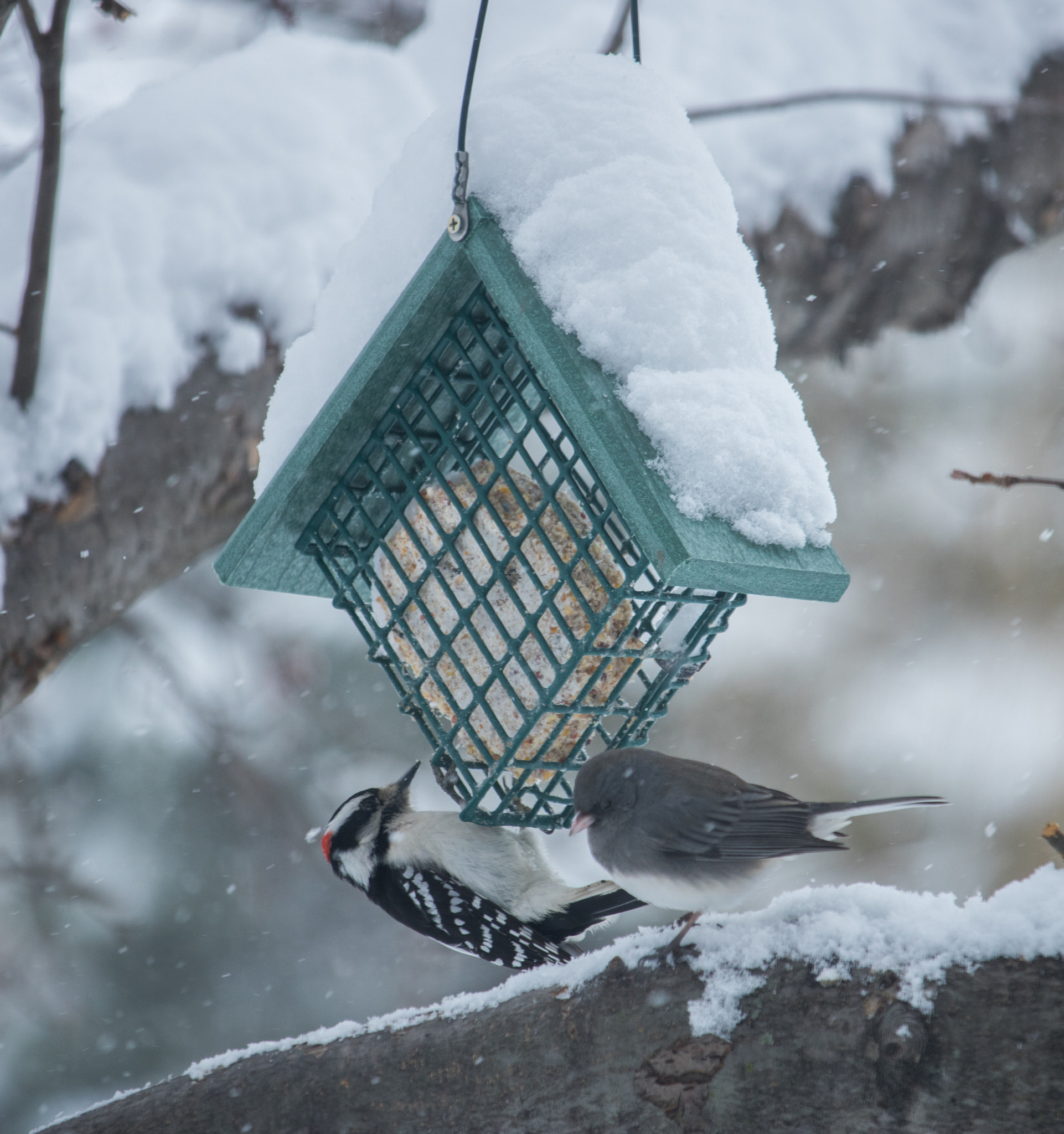 Canon EF-S 55-250mm F4-5.6 IS STM sample photo. Backyard birds - woodpecker & friend photography