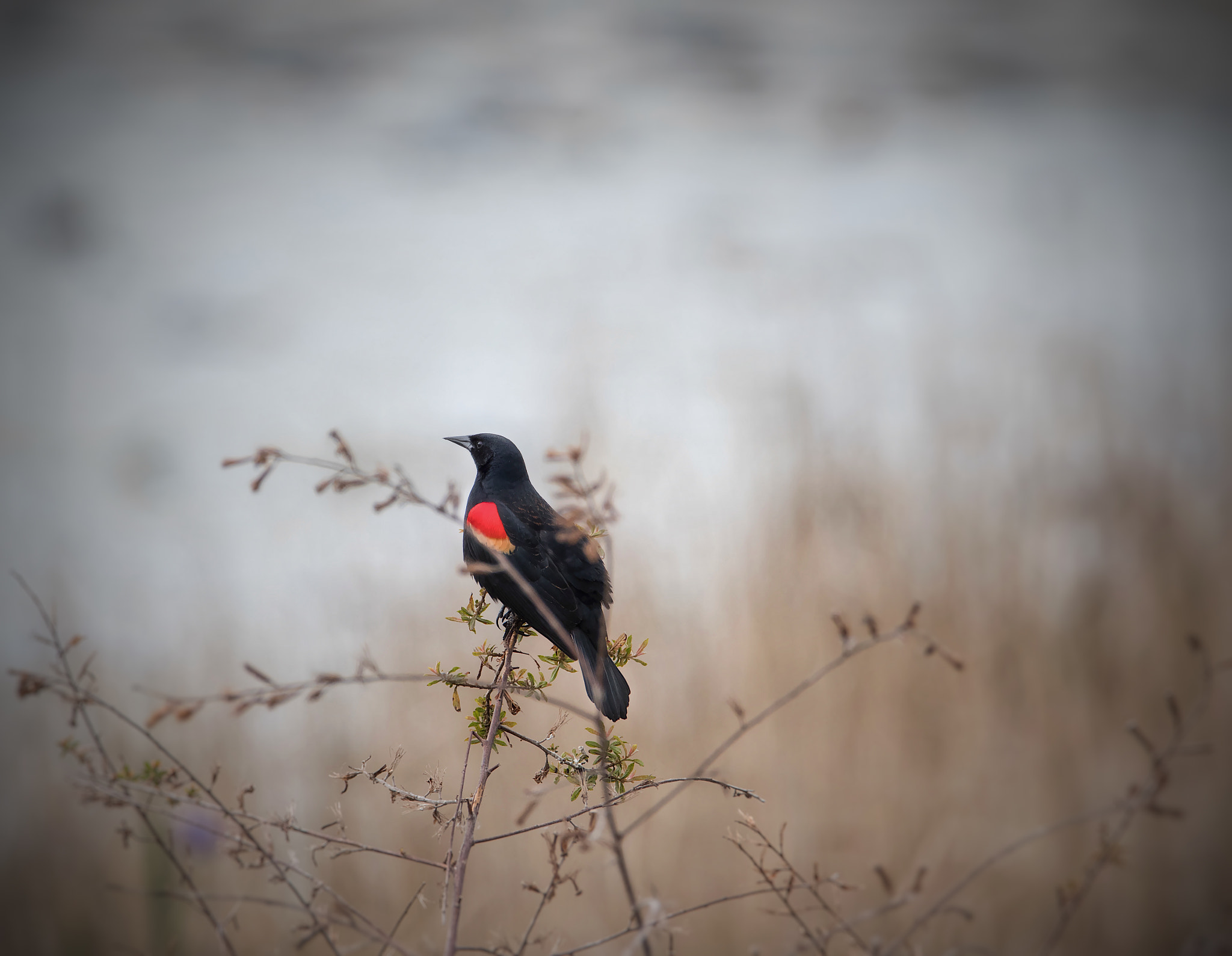 Nikon D500 + Sigma 50mm F2.8 EX DG Macro sample photo. Redwing photography