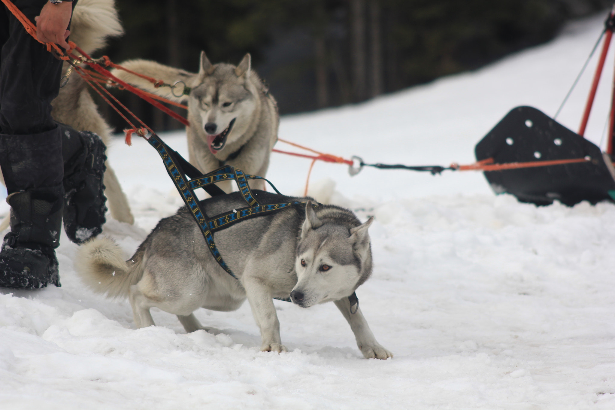 Canon EOS 550D (EOS Rebel T2i / EOS Kiss X4) + Canon EF 90-300mm F4.5-5.6 sample photo. Pulling husky photography