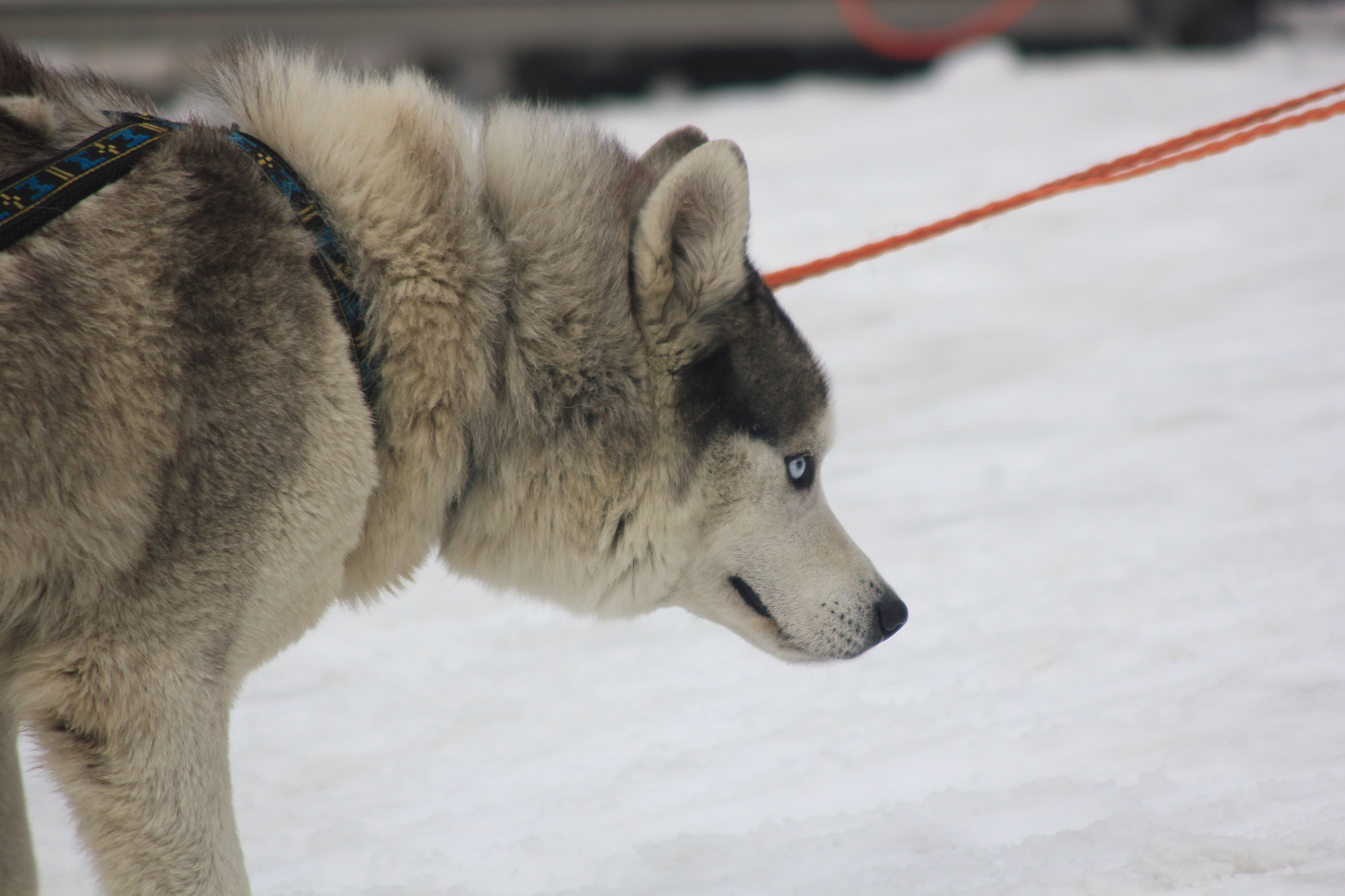 Canon EF 90-300mm F4.5-5.6 sample photo. Papa husky photography