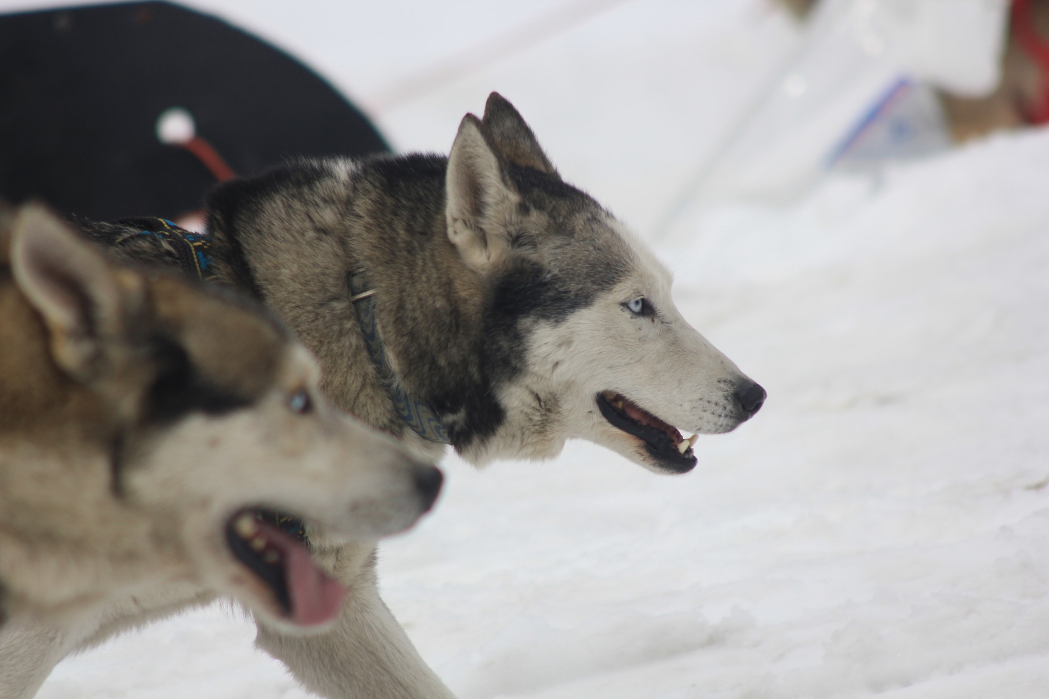 Canon EOS 550D (EOS Rebel T2i / EOS Kiss X4) + Canon EF 90-300mm F4.5-5.6 sample photo. Blue eyes photography