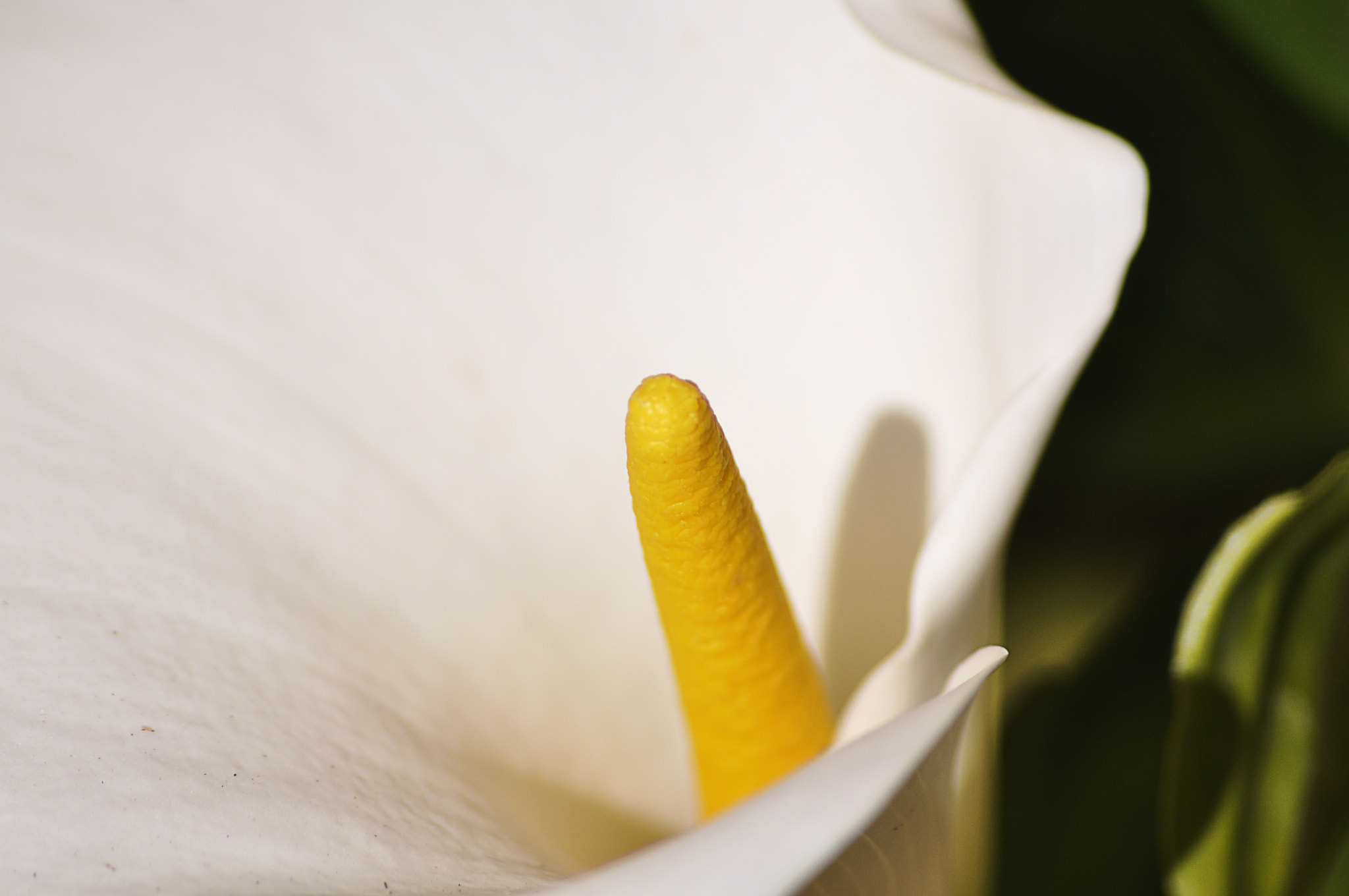 Sigma 70-300mm F4-5.6 APO DG Macro sample photo. Dsc photography