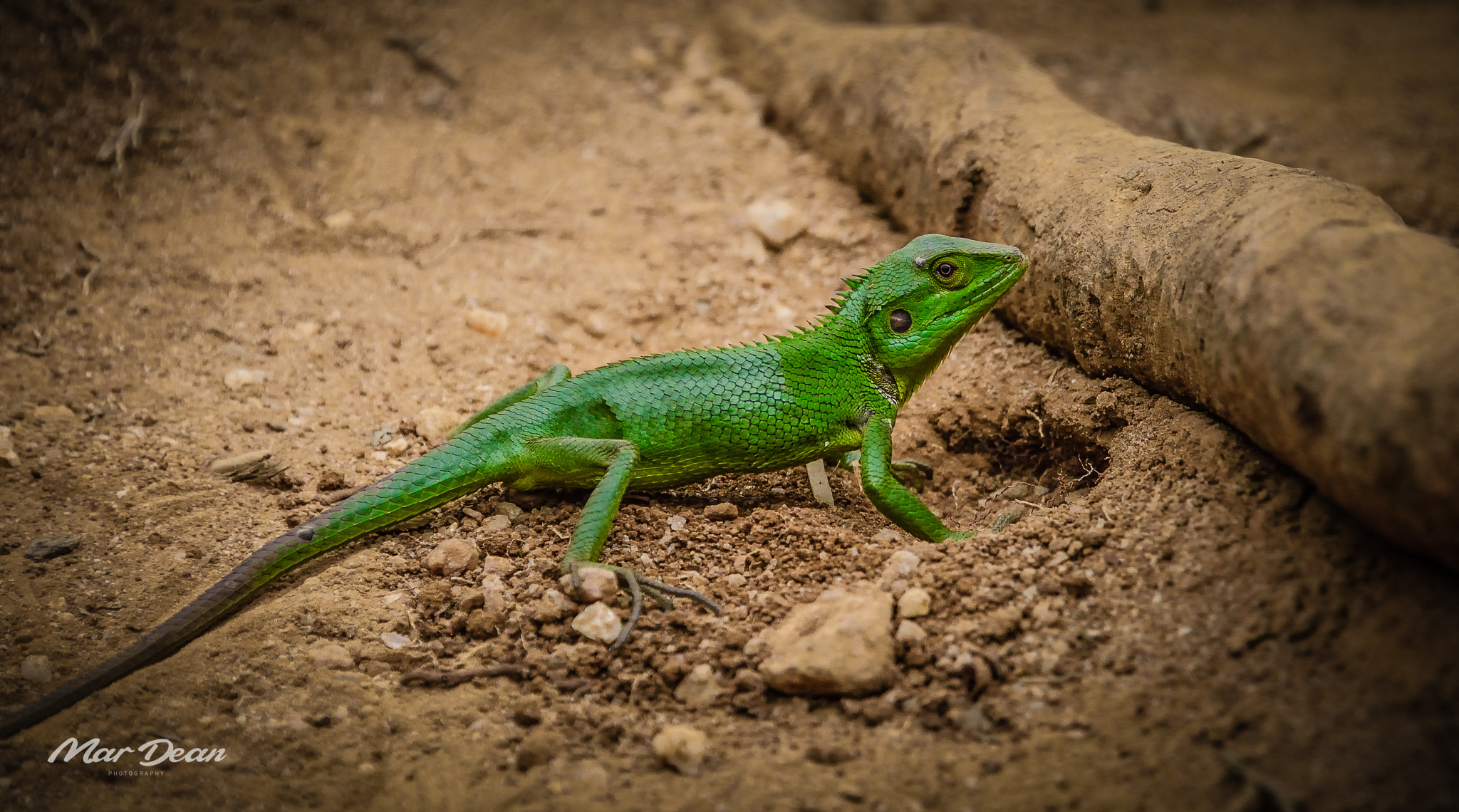Nikon D600 sample photo. Sri lanka photography