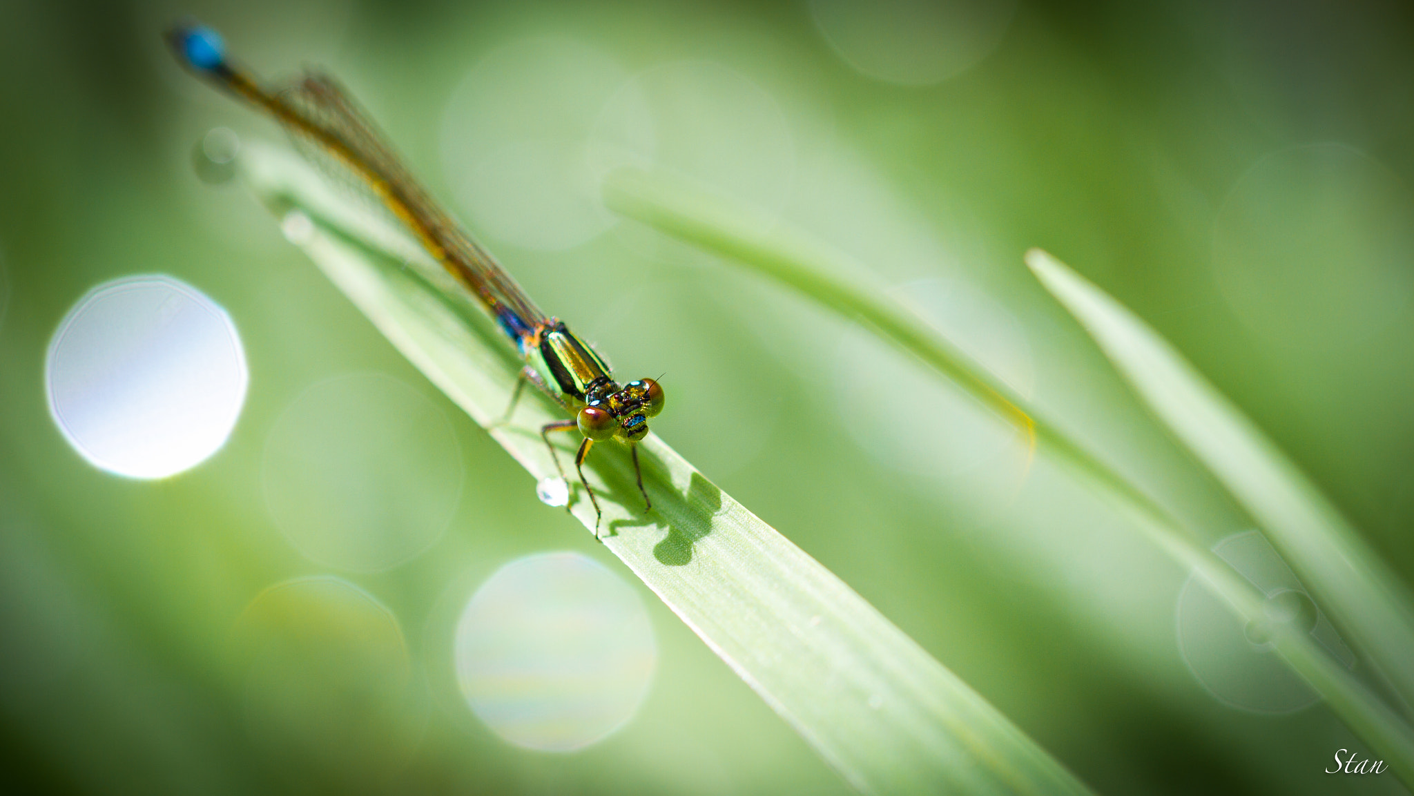 Sigma 105mm F2.8 EX DG OS HSM sample photo. Damsefly photography