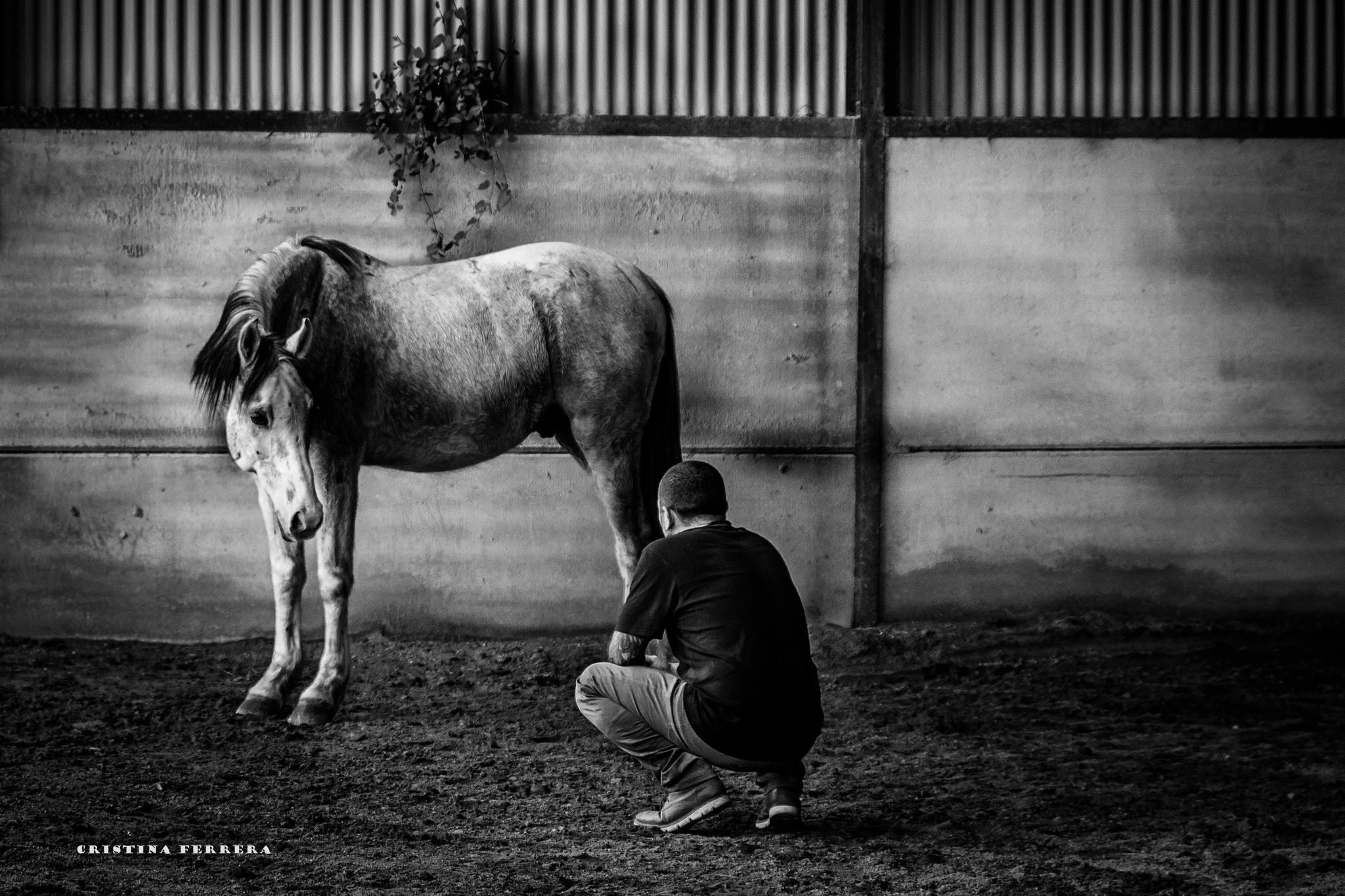 Nikon D610 + Sigma 24-70mm F2.8 EX DG HSM sample photo. Postrado ante su nobleza... photography