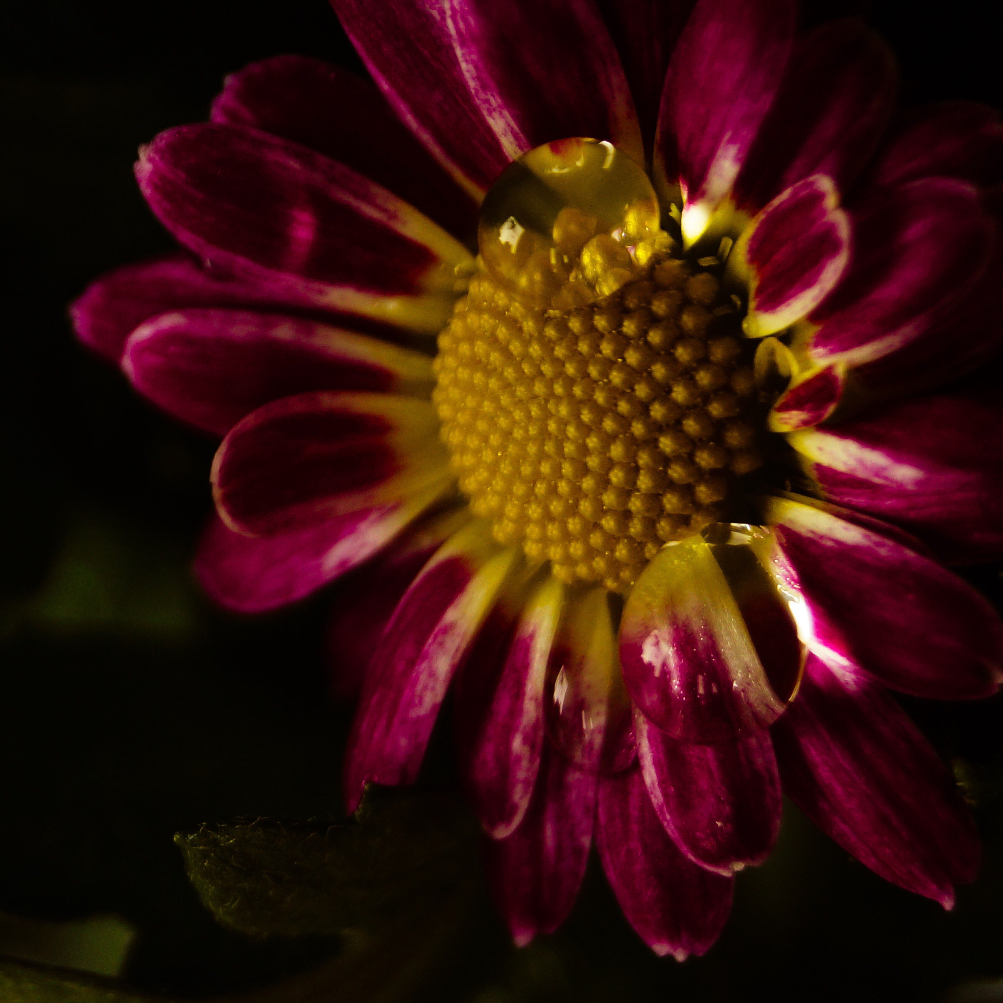 Sony DT 18-55mm F3.5-5.6 SAM II sample photo. Pink flower photography