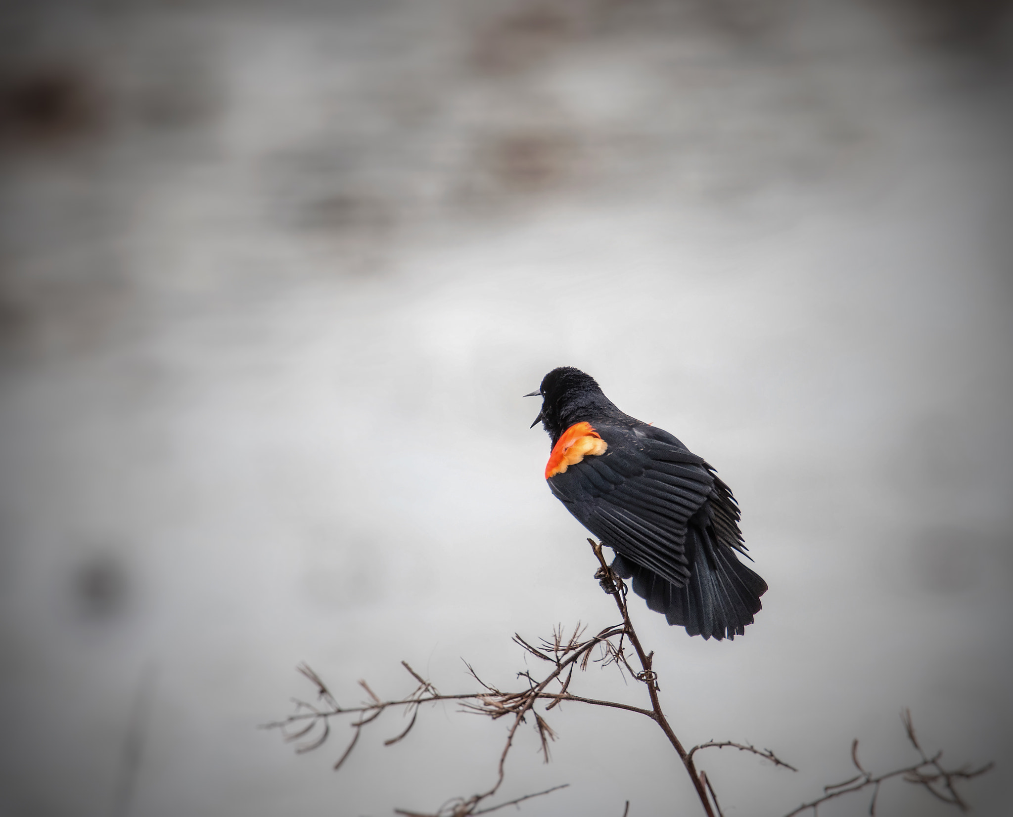 Nikon D500 + Sigma 50mm F2.8 EX DG Macro sample photo. Redwing singing photography