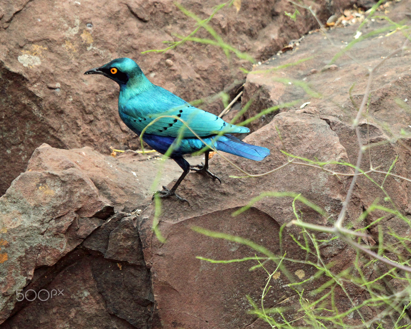 Canon EOS 500D (EOS Rebel T1i / EOS Kiss X3) + Canon EF 100-400mm F4.5-5.6L IS USM sample photo. Greater blue eared starling photography