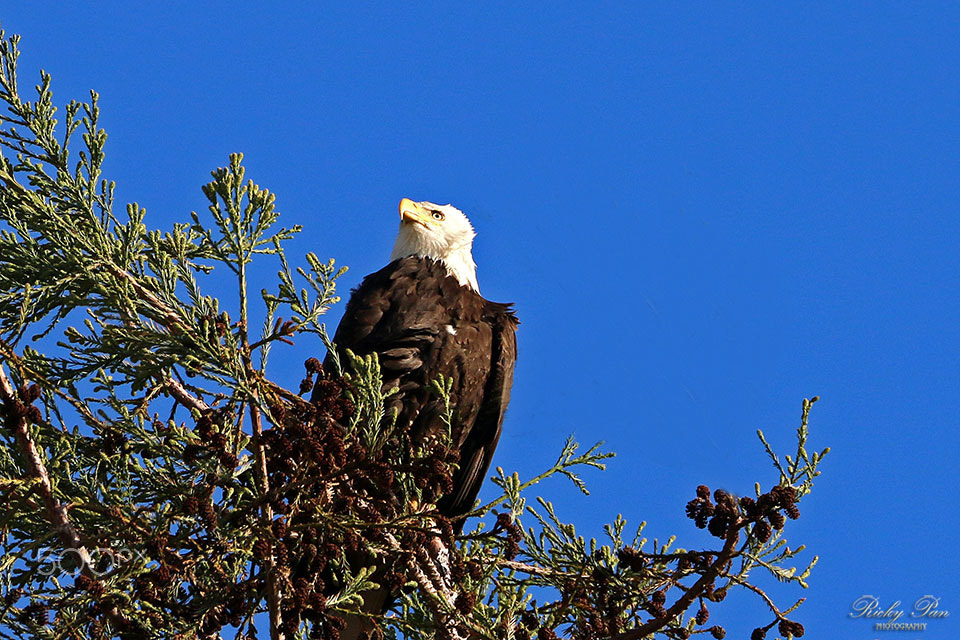 Canon EF 70-300mm F4-5.6L IS USM sample photo. American bald eagle vi photography