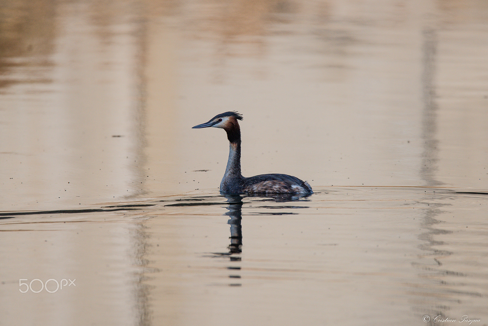 Sigma 150-600mm F5-6.3 DG OS HSM | S sample photo. Great crested grebe photography