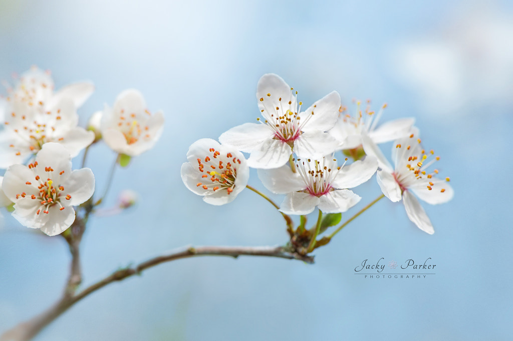 Wild Cherry Blossom by Jacky Parker on 500px.com