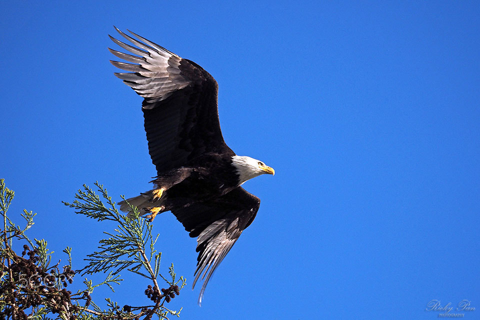 Olympus OM-D E-M5 II sample photo. Take off photography
