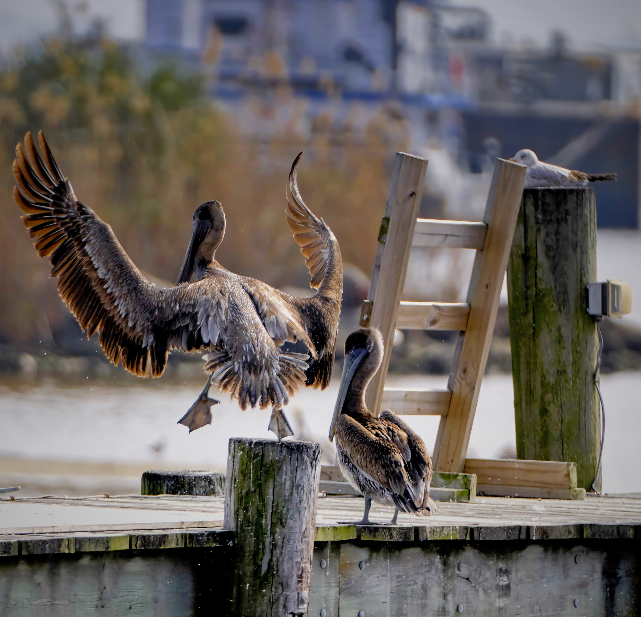 Sony a6300 sample photo. Dancing pelican photography