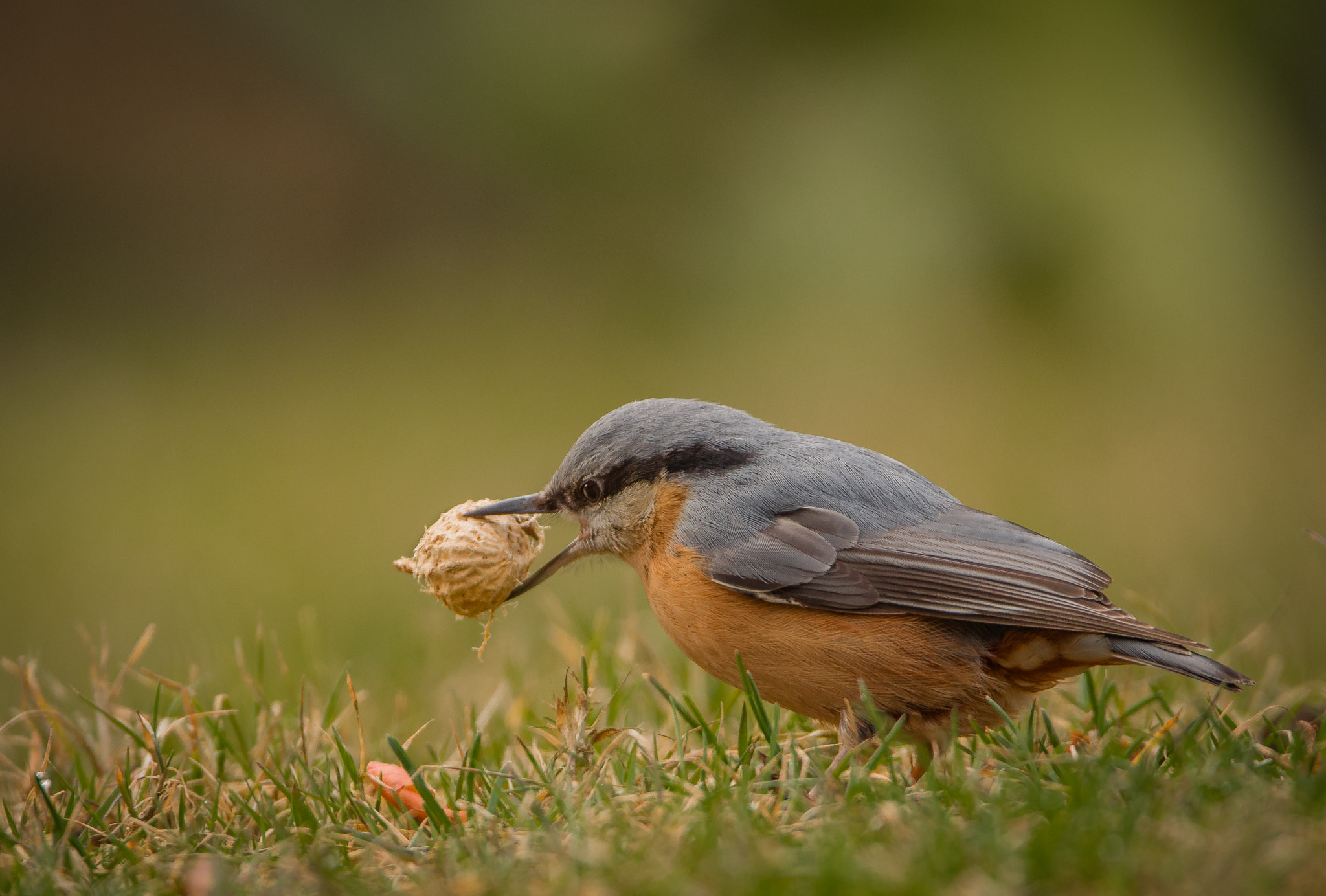 Nikon D5100 + Sigma 150-600mm F5-6.3 DG OS HSM | C sample photo. Little guy with great hunger photography