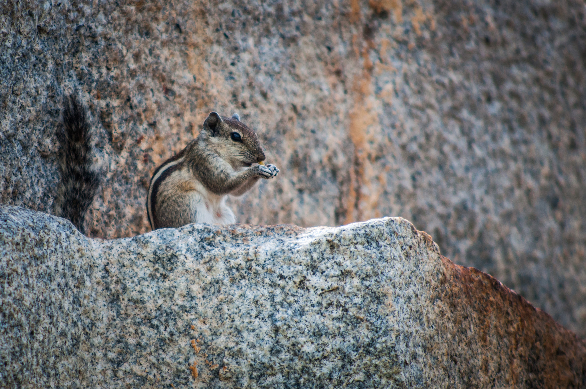 Nikon D90 + AF Nikkor 70-210mm f/4-5.6D sample photo. Indian squirrel photography