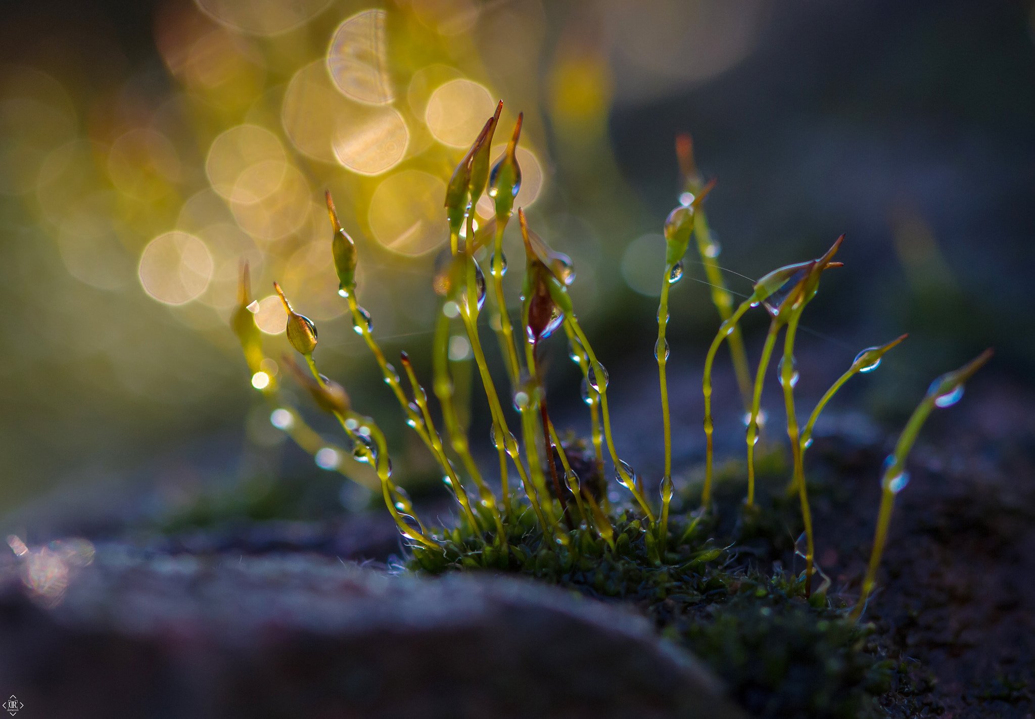 Canon EF 100mm F2.8 Macro USM sample photo. Bokeh veil photography