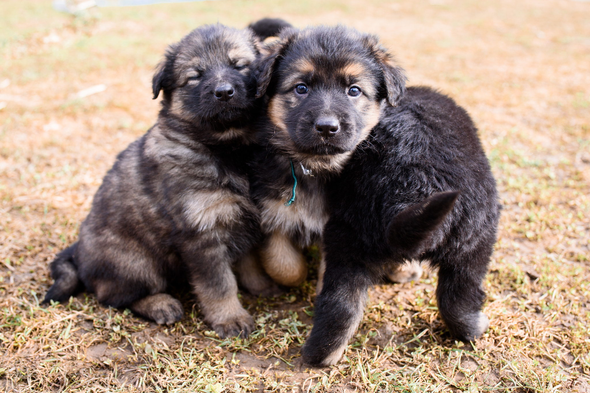 Nikon D750 + Tamron SP 35mm F1.8 Di VC USD sample photo. Pups photography