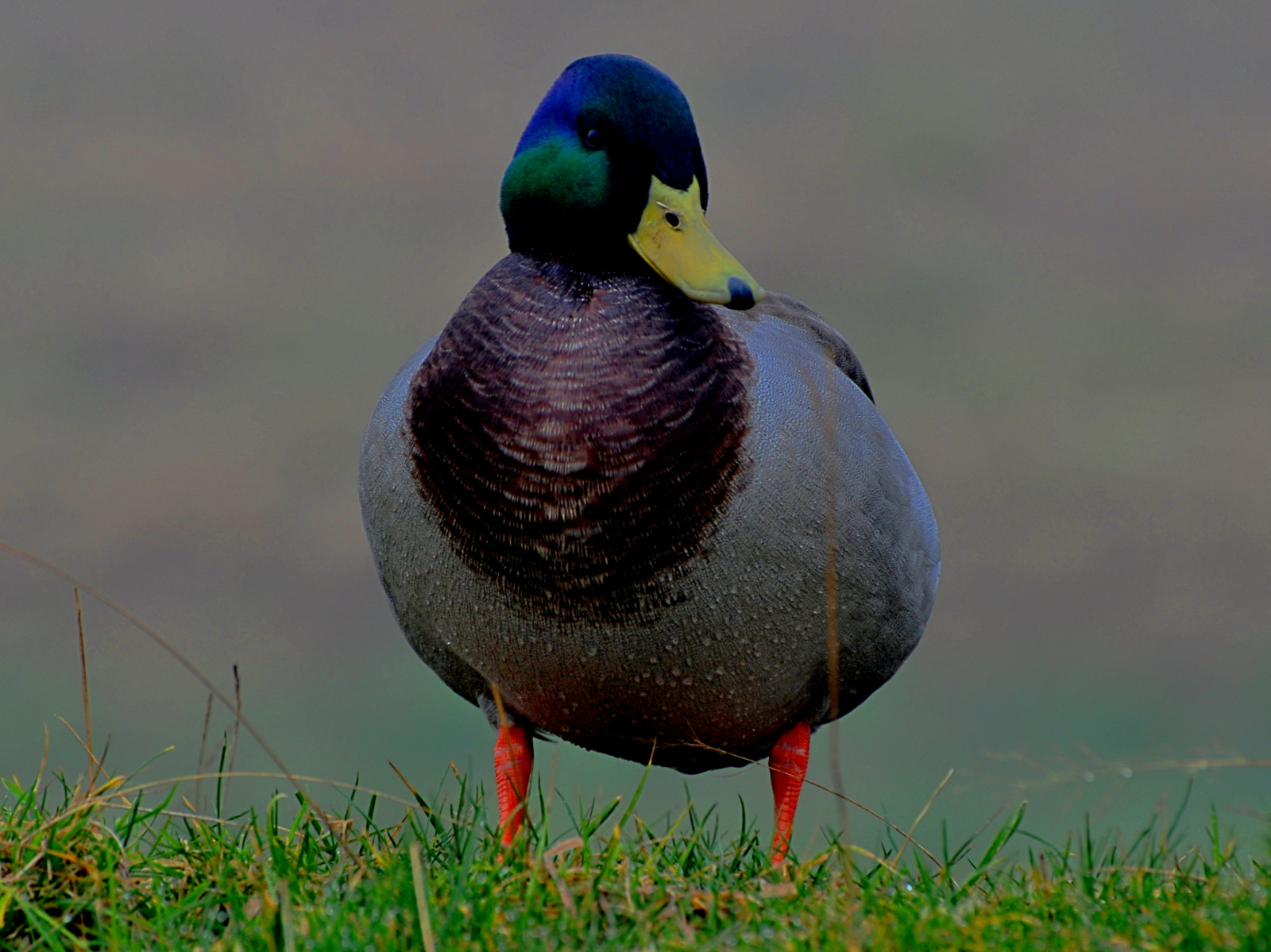 Nikon D5000 sample photo. Mist duck photography