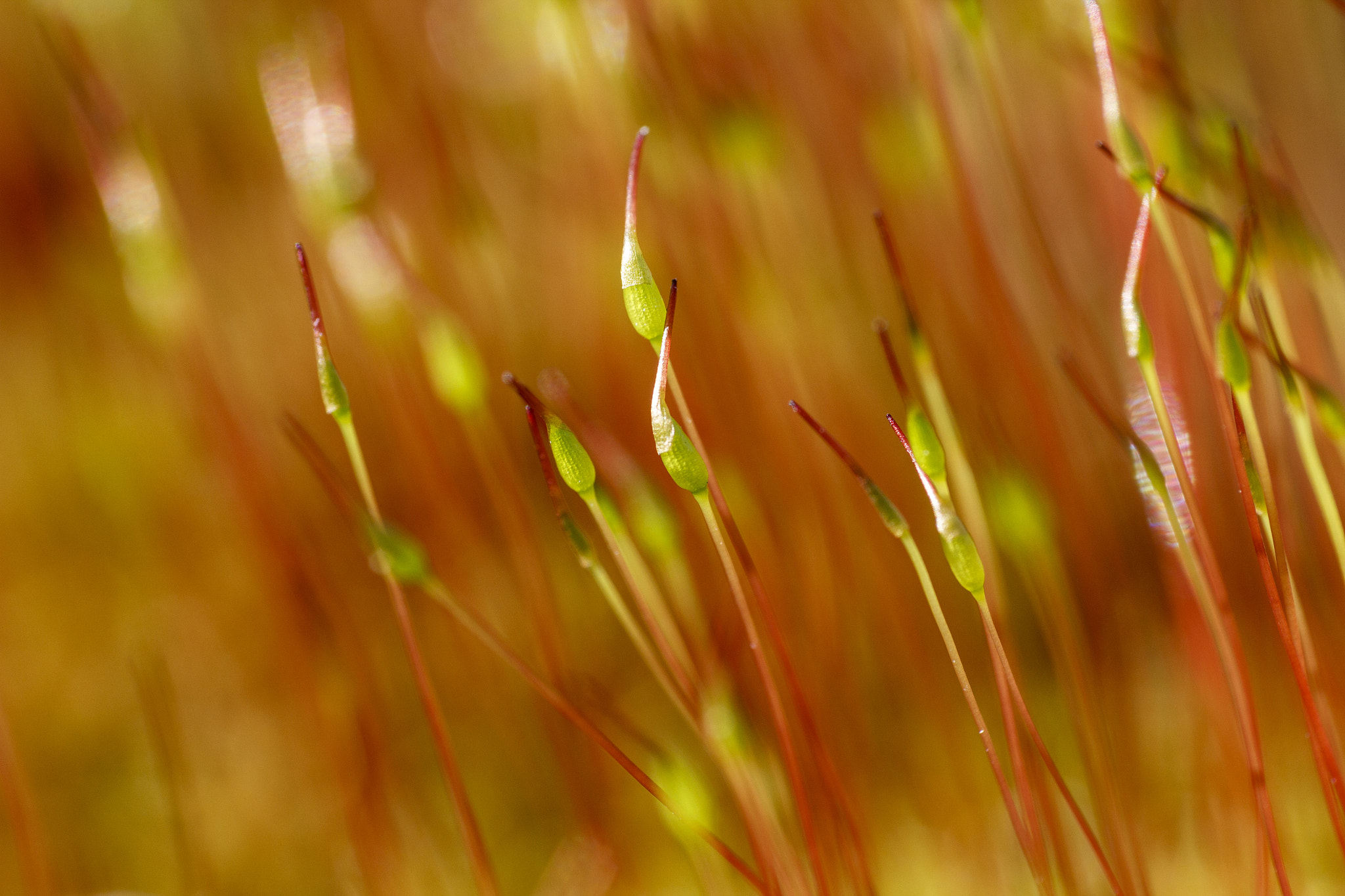 Canon EF 100mm F2.8L Macro IS USM sample photo. Moss photography