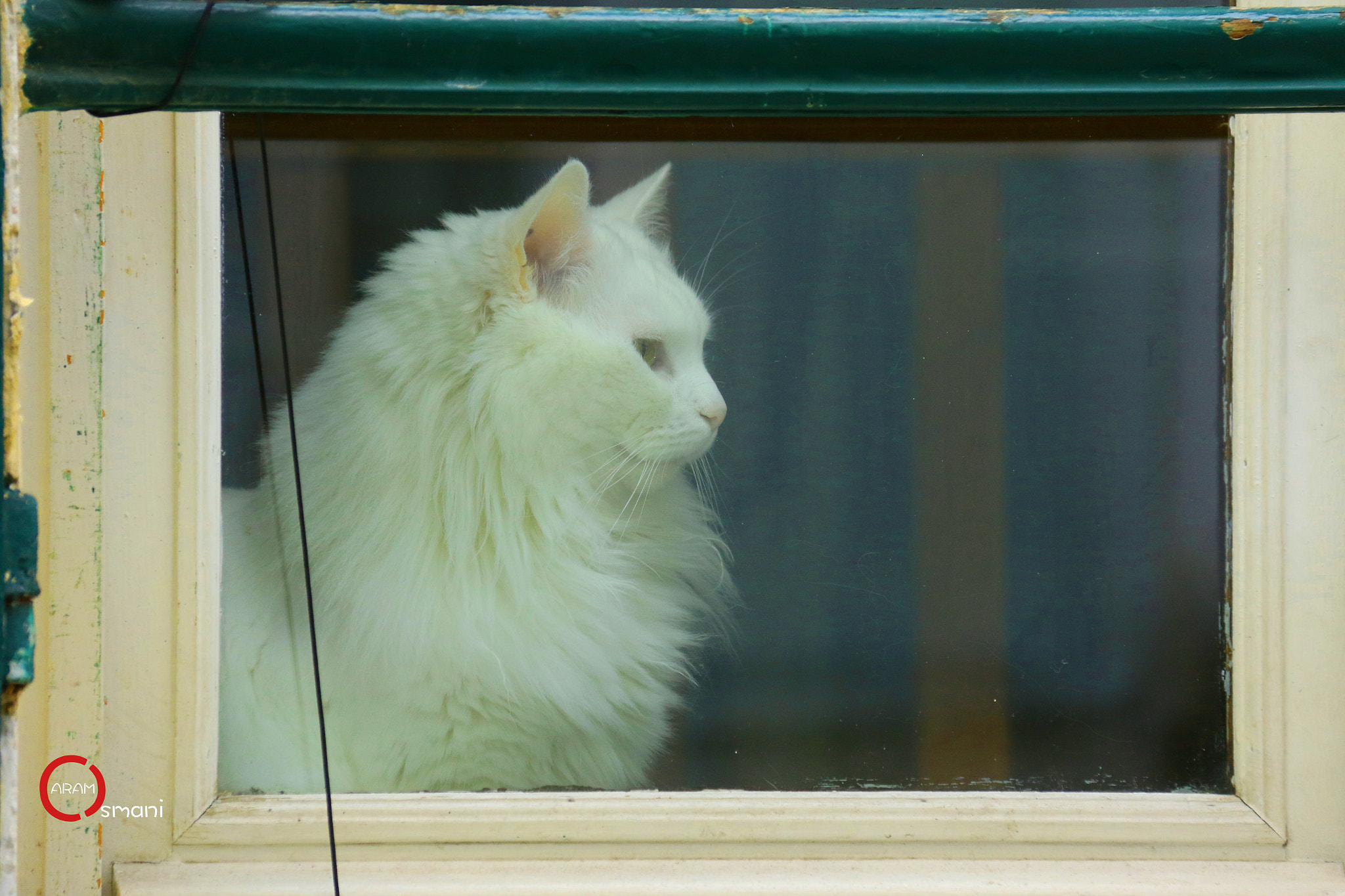 Canon EF-S 18-200mm F3.5-5.6 IS sample photo. The nice cat in crémieux street in paris photography