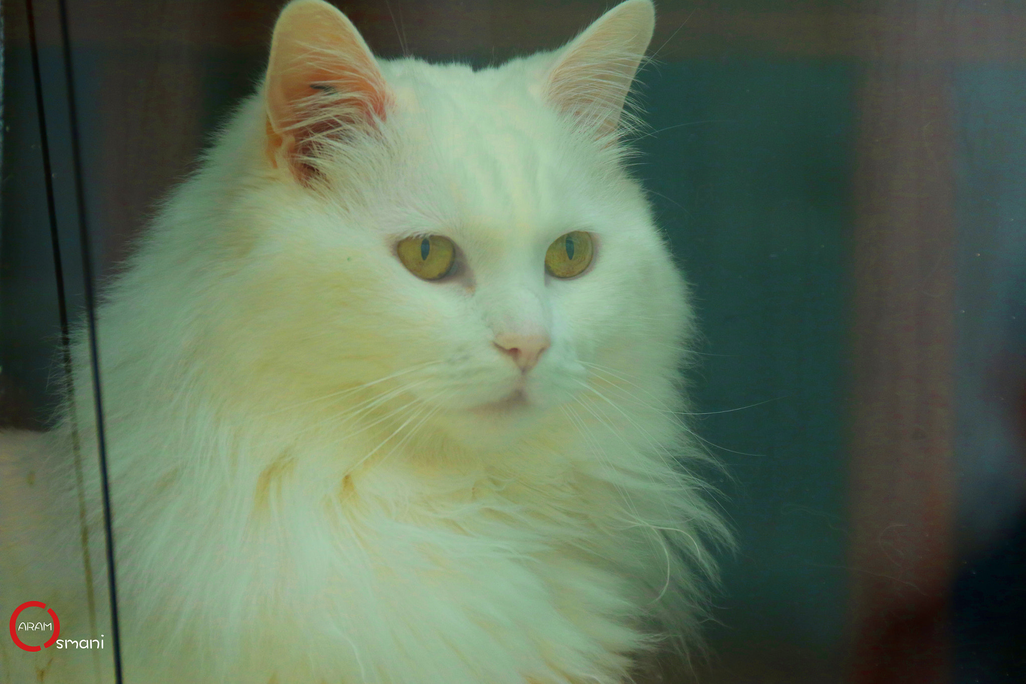 Canon EF-S 18-200mm F3.5-5.6 IS sample photo. The nice cat in crémieux street in paris photography